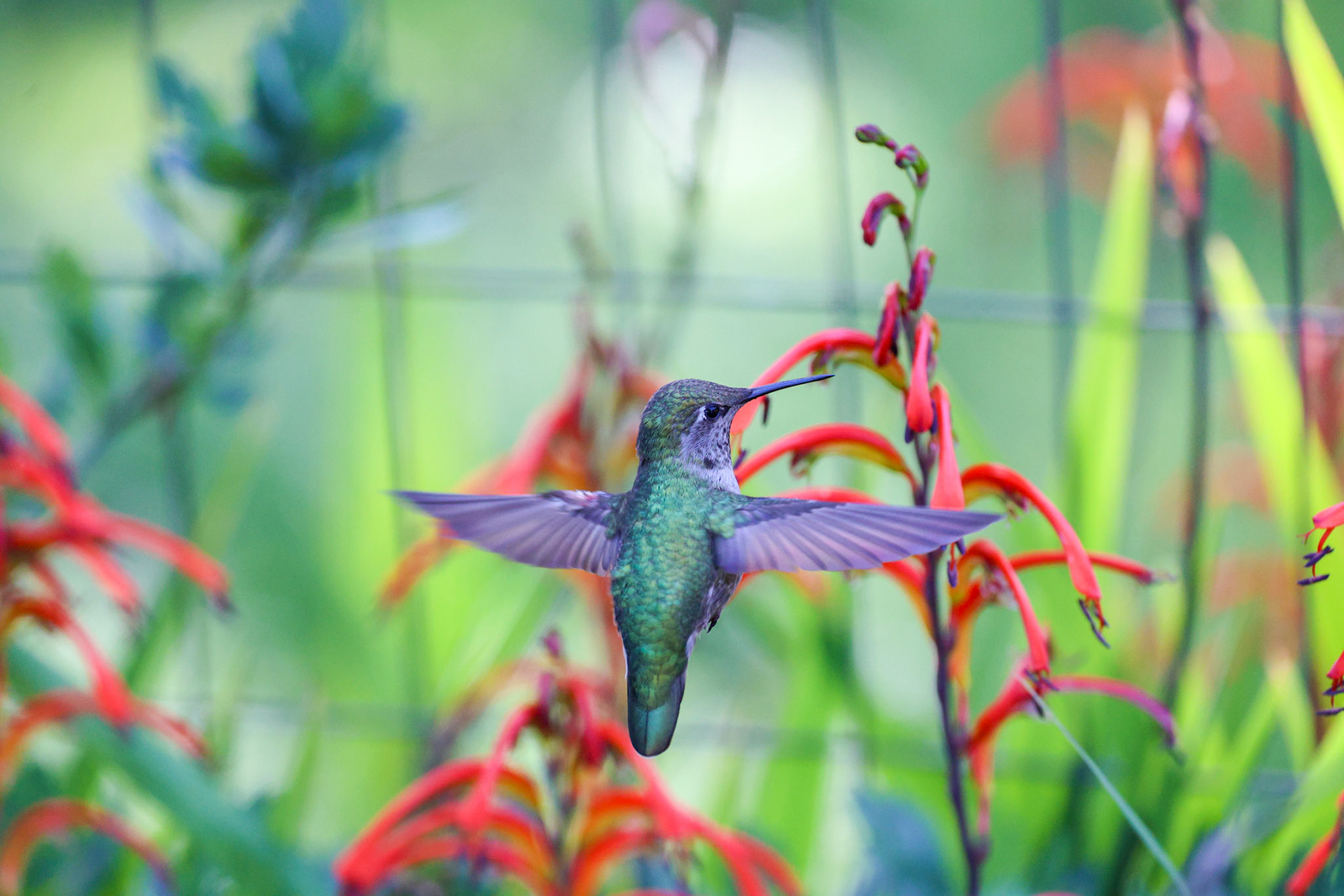 Anna's Hummingbird