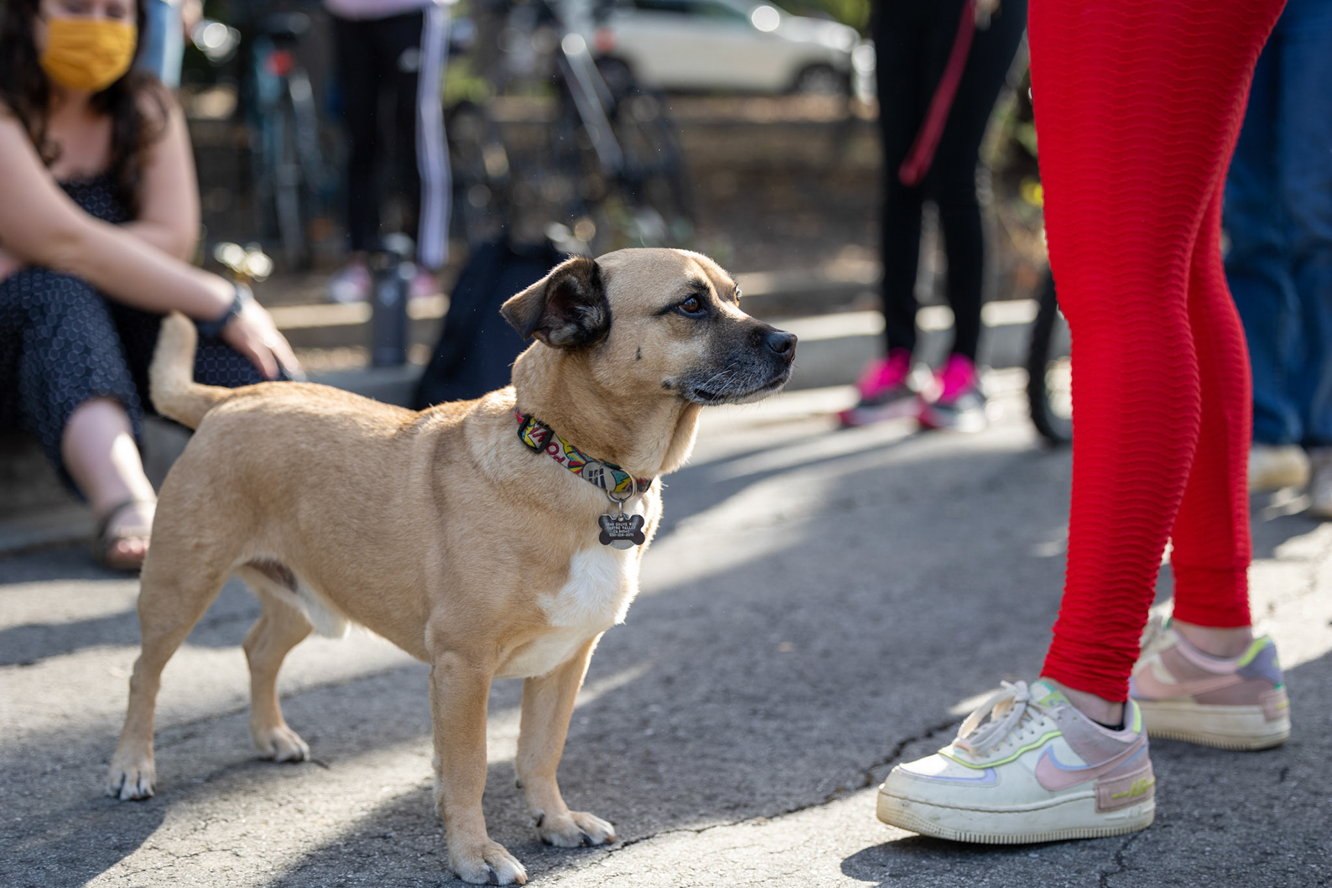 Dogs and Donuts at Stanford Hillel