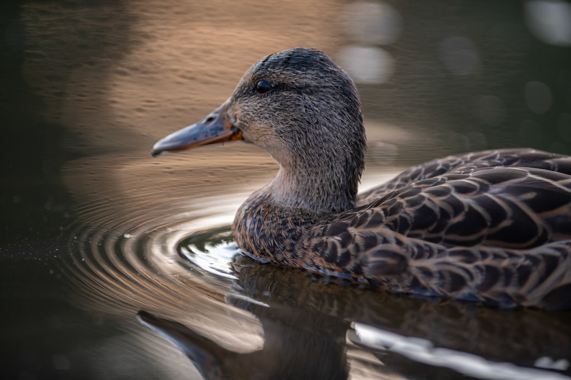 Portrait of a duck
