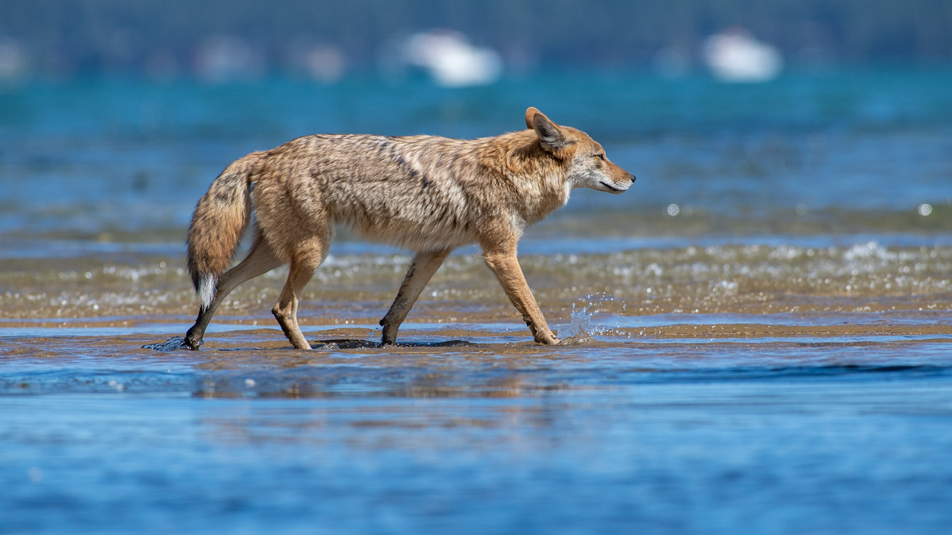 Coyote walking on water