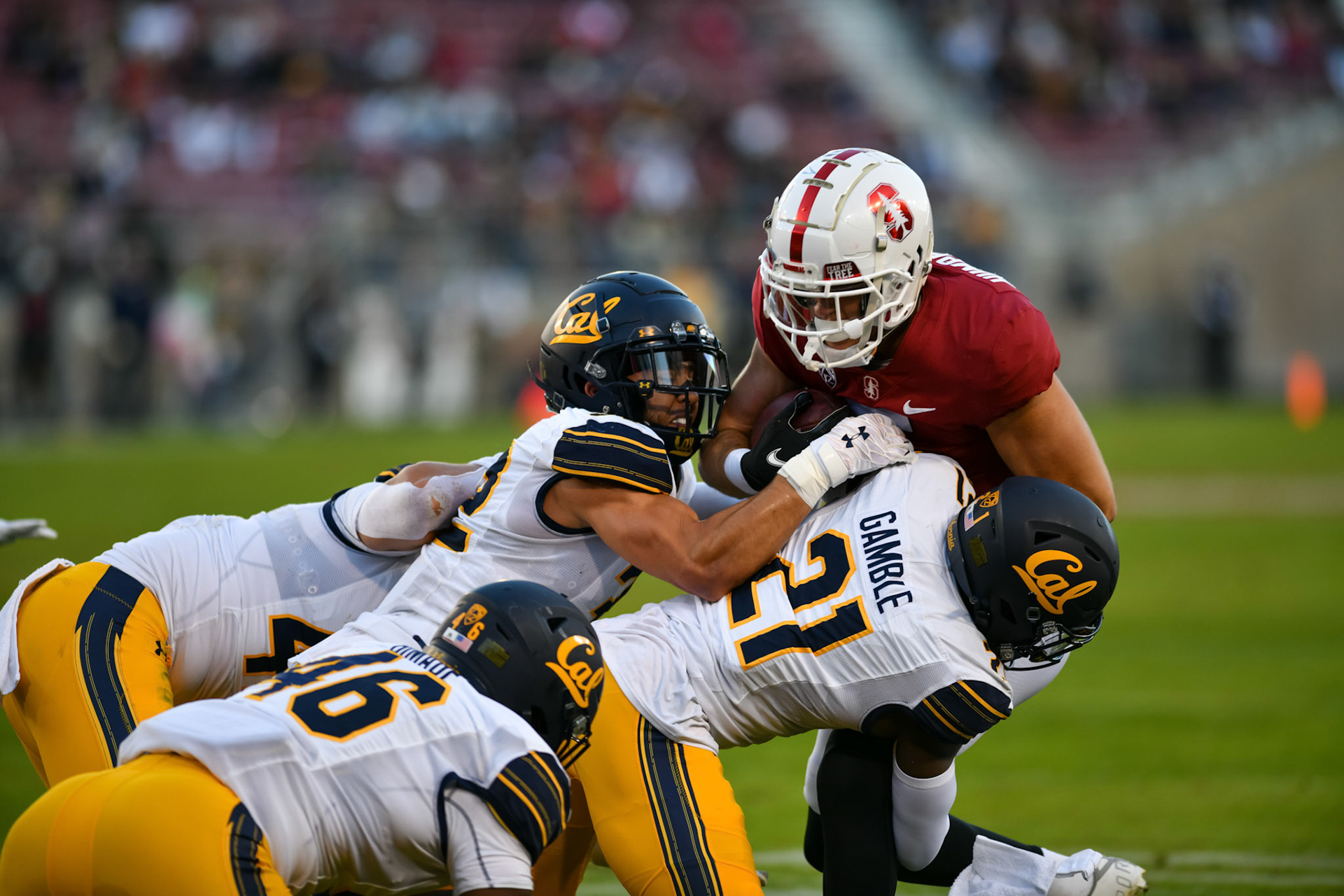 Bears maul Cardinal (for Stanford Daily)