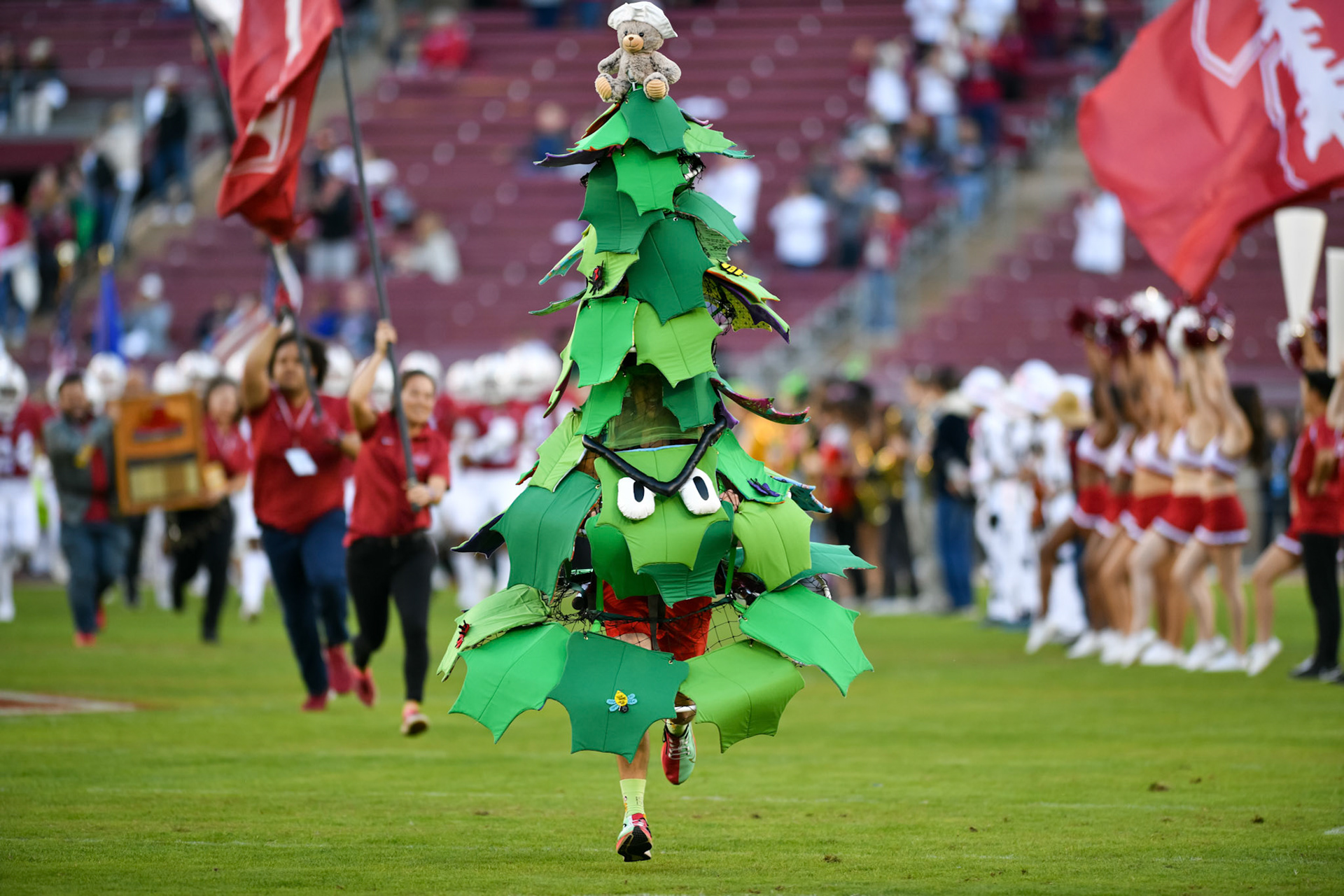 Da Stanford Tree (for Stanford Daily)