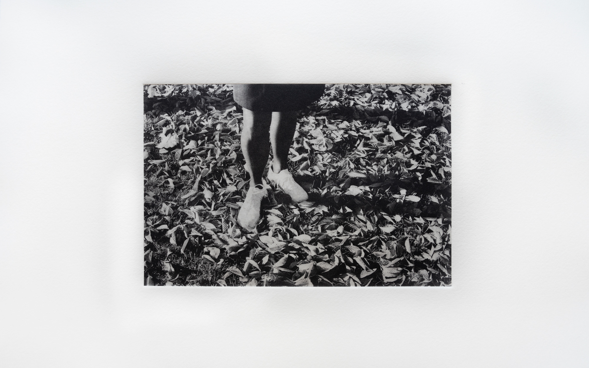 White, photopolymer print on Hahnemühle paper, image 8" W x 5.25" H
