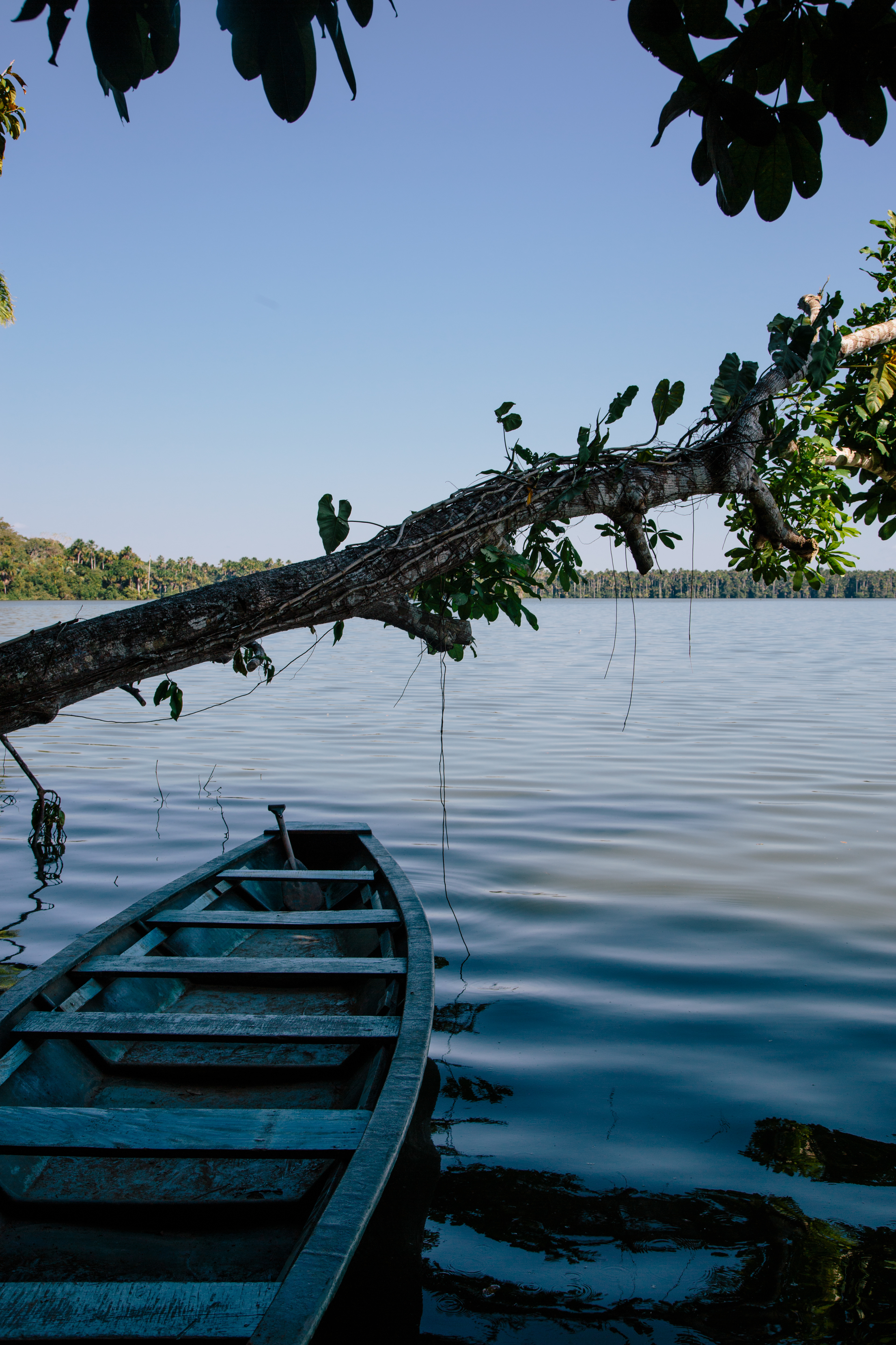 Amazon of Peru