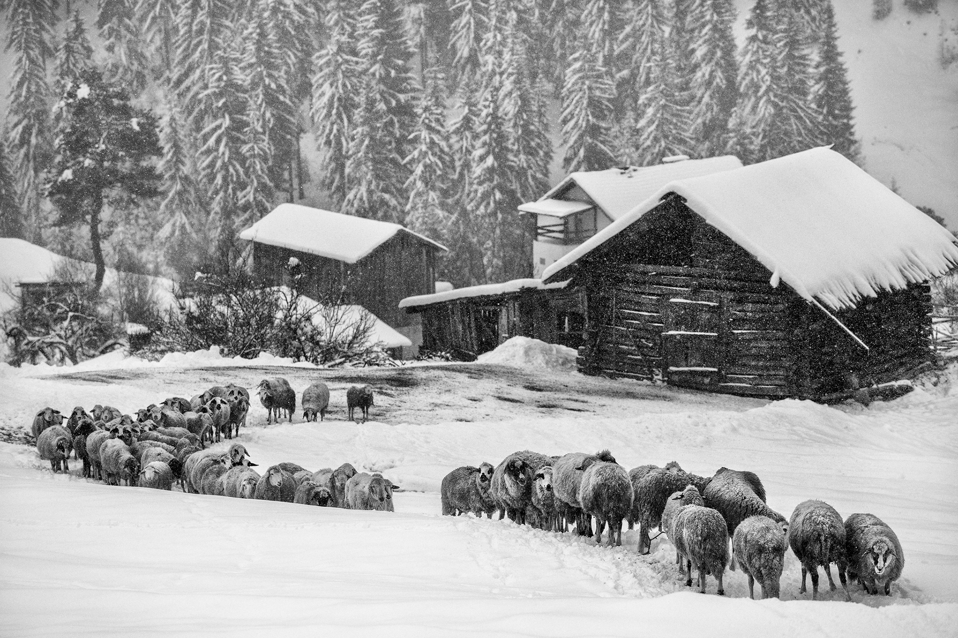 с. Чолакова