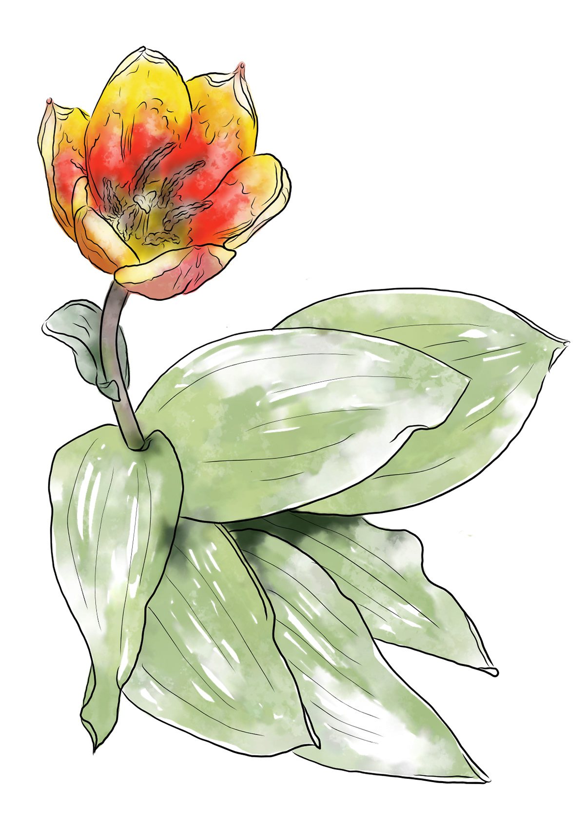 Spring Flower 18