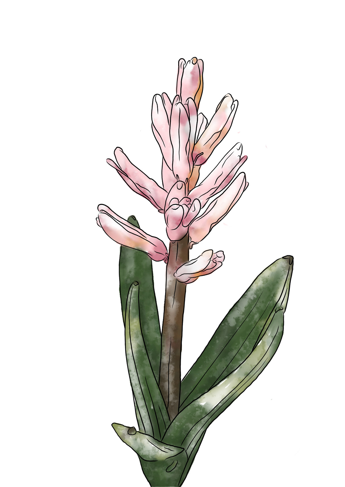 Spring Flower 06