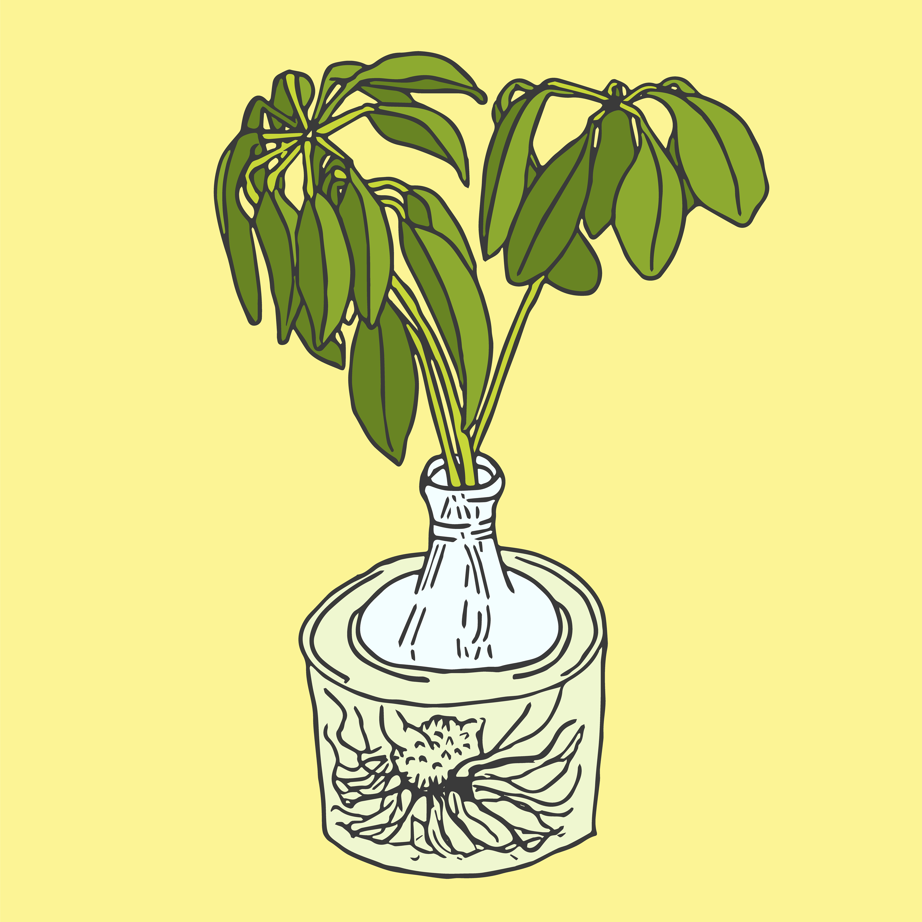 Day 9/14: schefflera cuttings