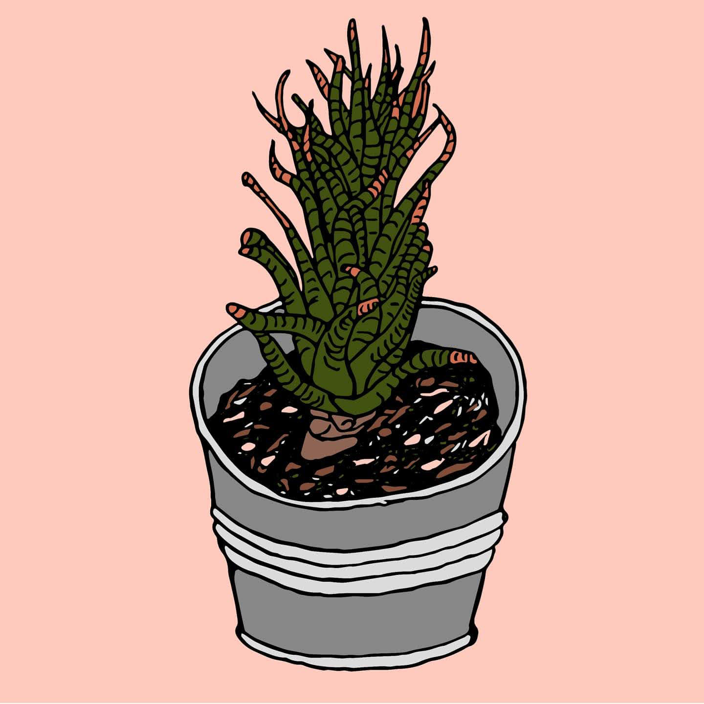 Day 14/14: spiky succulent