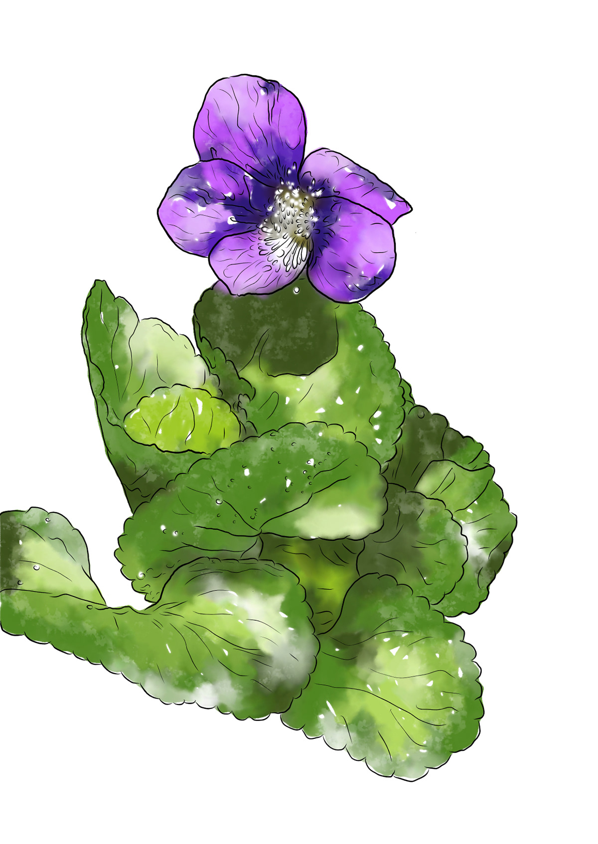 Spring Flower 17