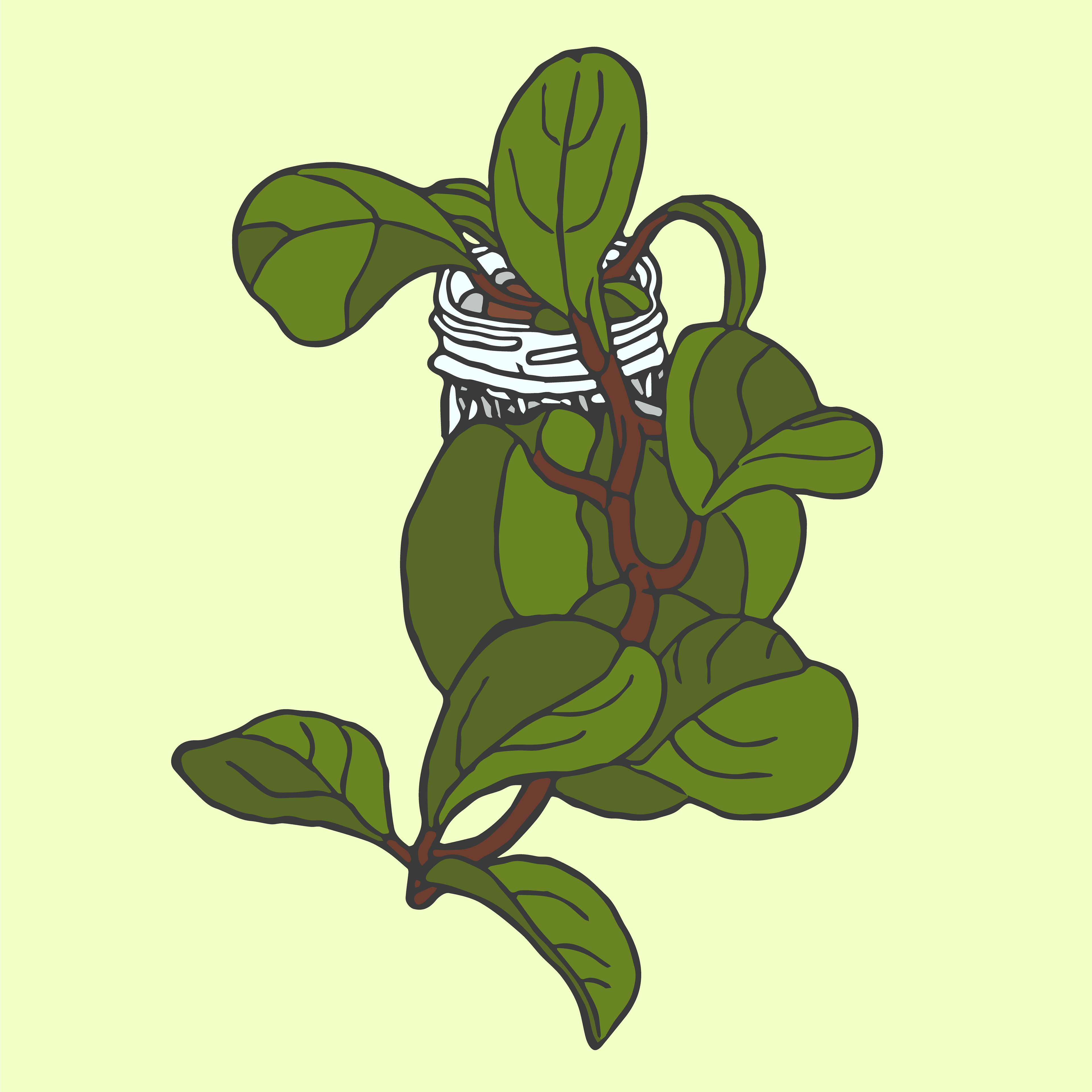 Day 7/14: rubberie plant growing sideways