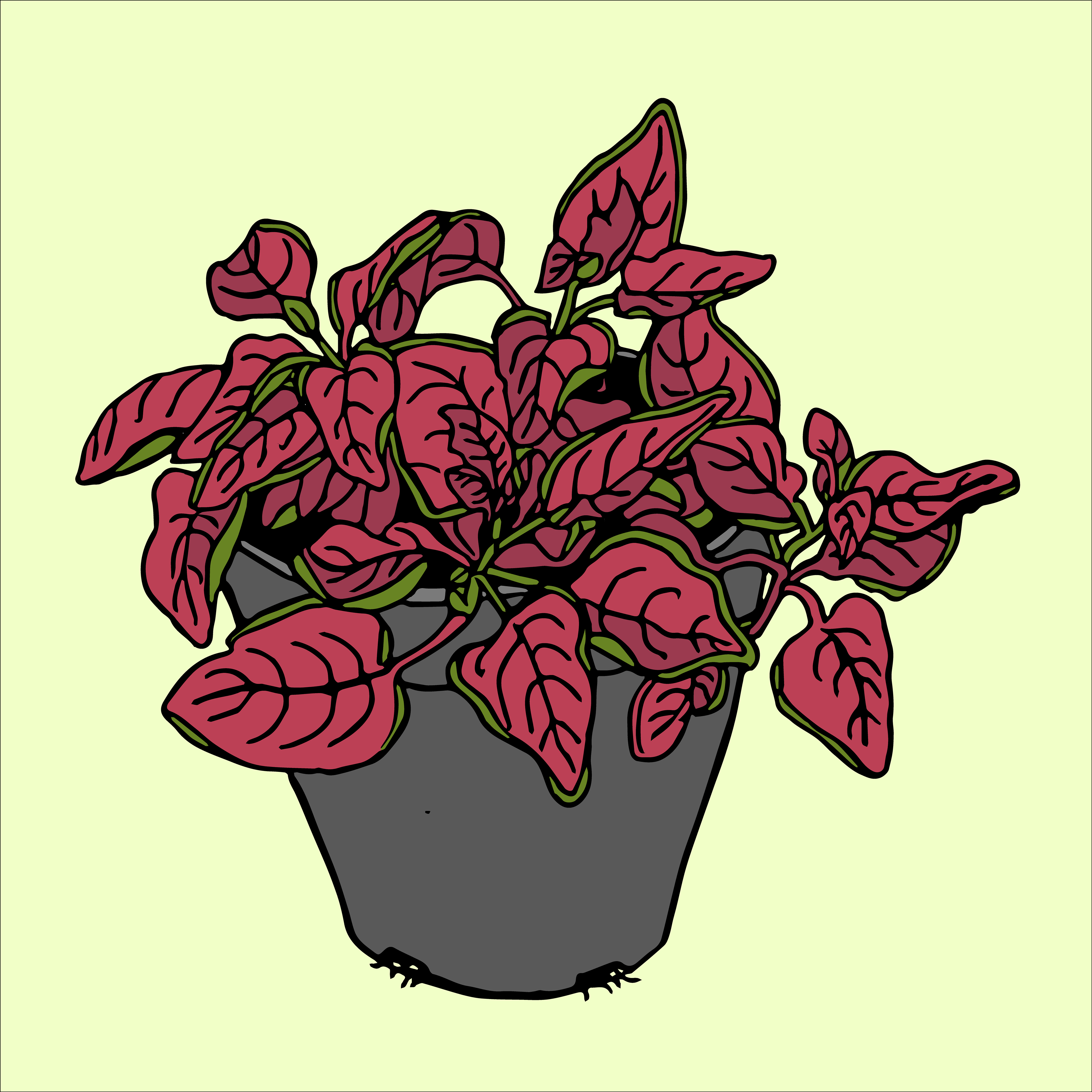 Day 3/14: small polka dot plant