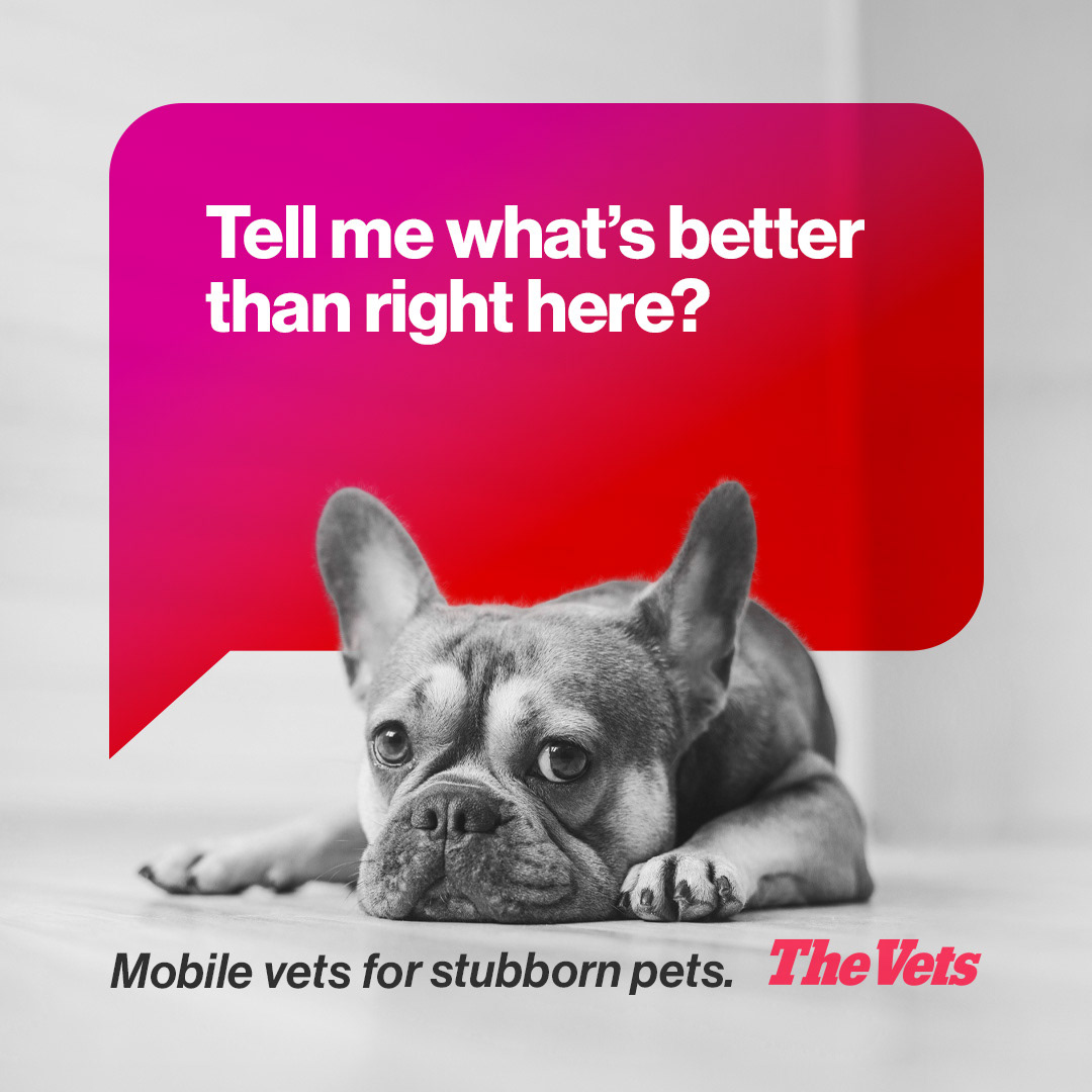 Social Post H: (Small Dog) …right here?
