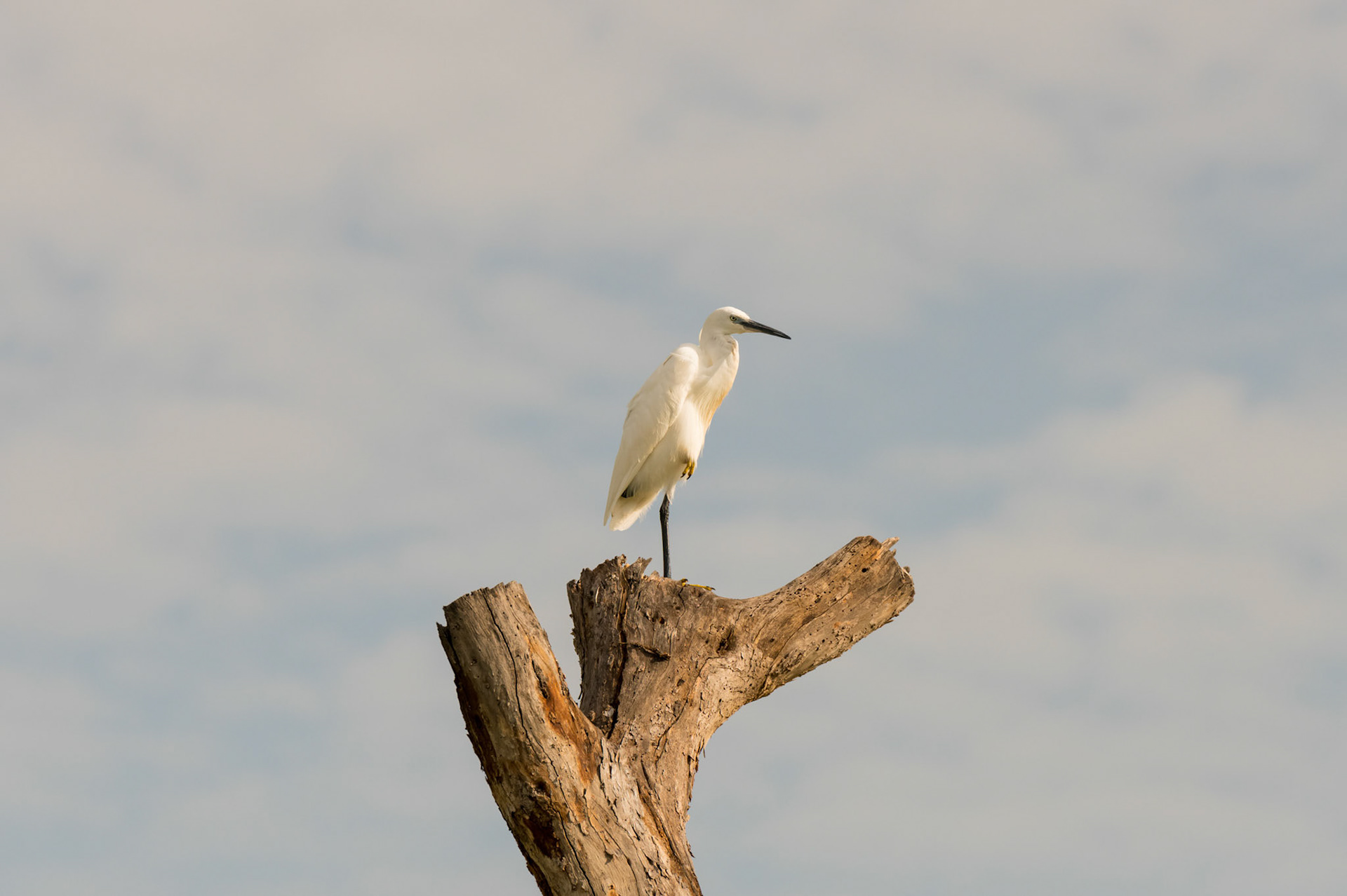Amboseli, Kenya