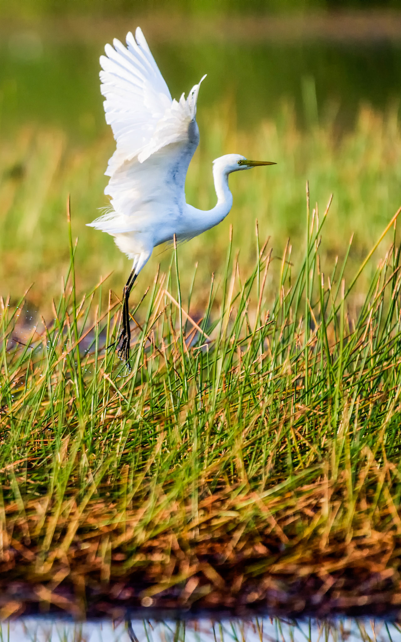 Title: Levitation / Caption: Liftoff! An egret takes flight to chase an intruder off its ptach of tghe wetalnds in the Coburg Peninsula National Park, Northern Territory, Australia