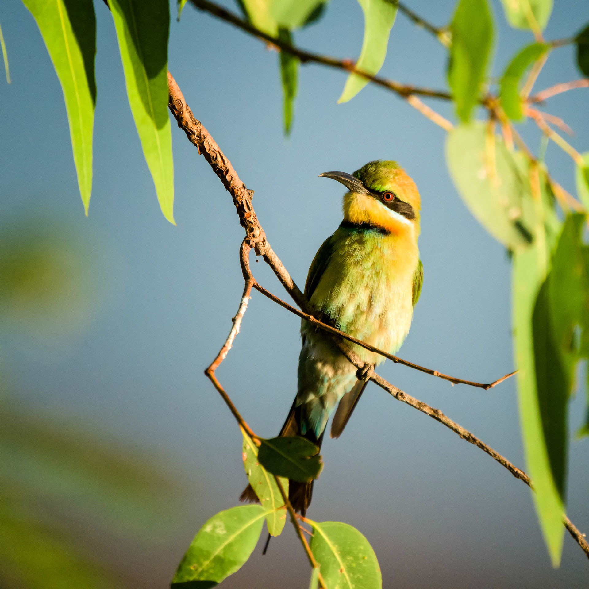 Rainbow Bee Eater / Sitting beside Lily lagoon, Kununurra, East Kimberleys, Western Australia. A favourite place to stop and relax on the way across the top of Australia.