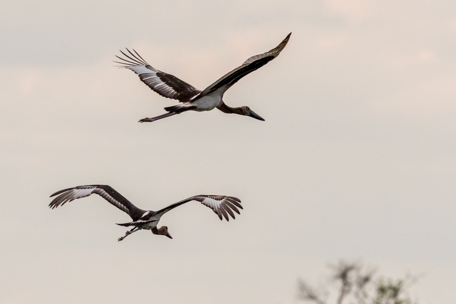 Moremi GR, Botswana