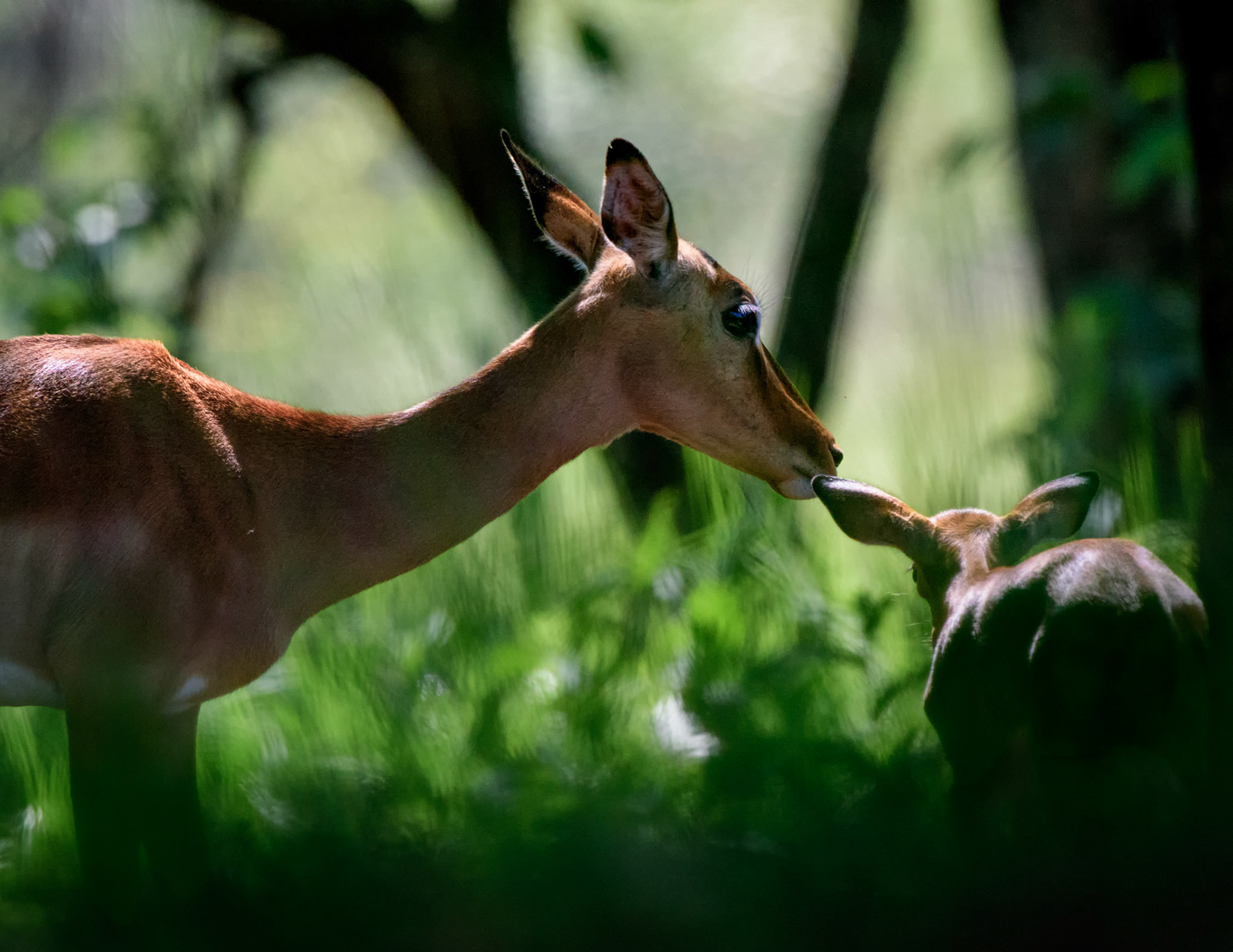 Mbuluzi NP, Lebombo Conservancy, Swaziland