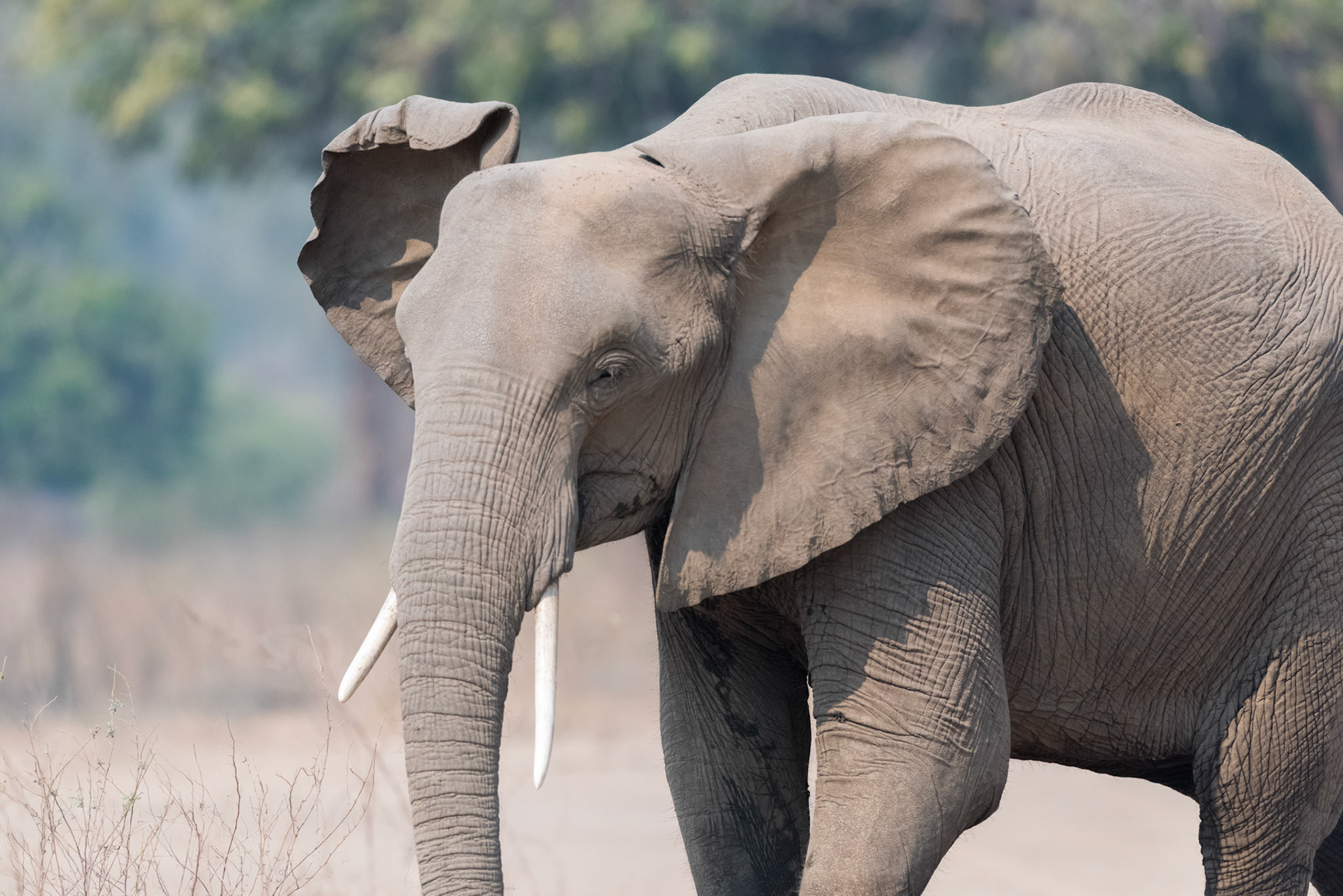 Mana Pools, Zimbabwe