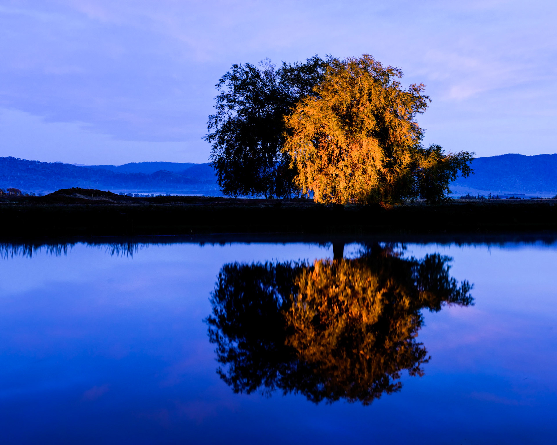Reflected Gold / The lights under the bridge at Ross shine through the arches to spotlight this tree. I took this photo before dawn on a trip to Tasmania in 2016
