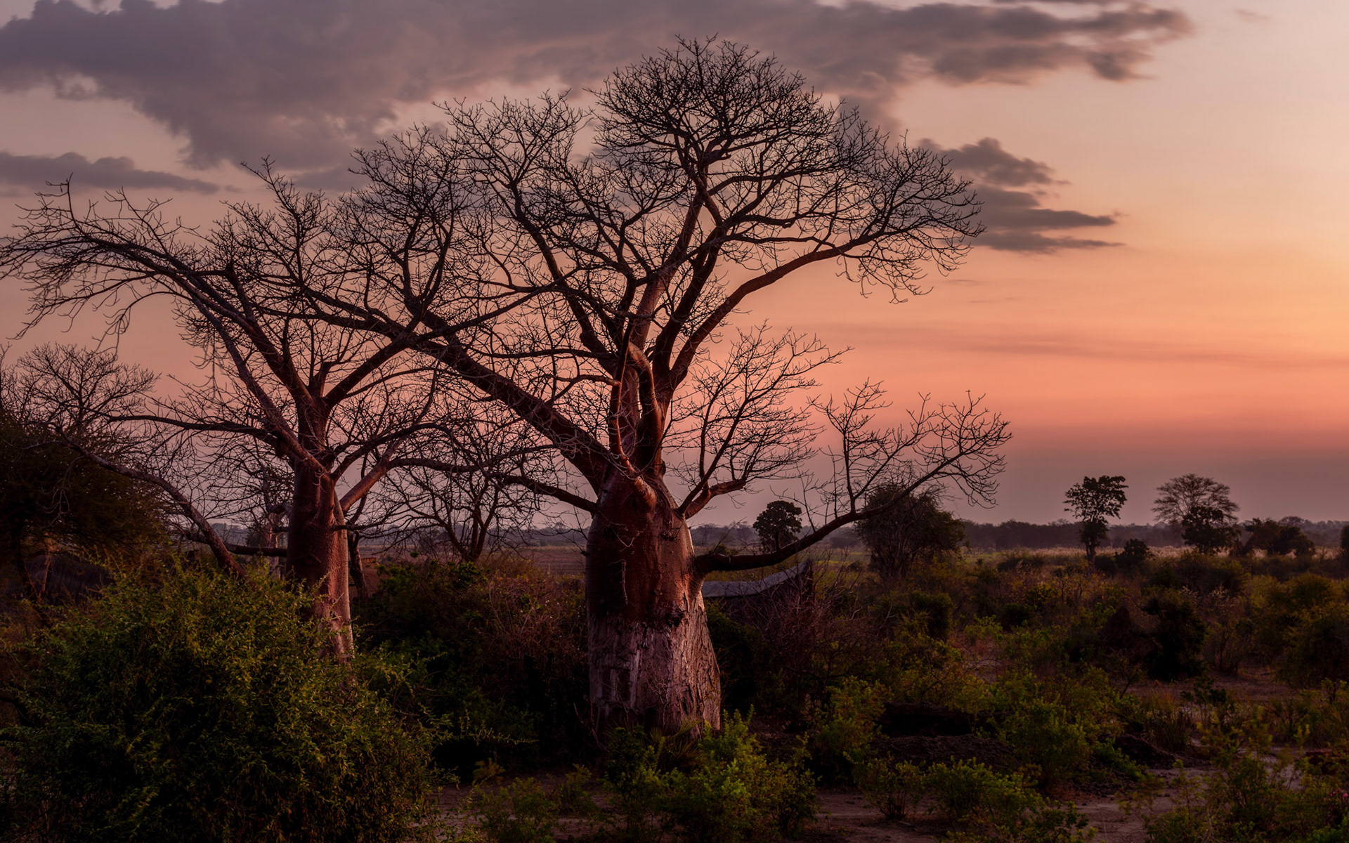 Bushmans Baobabs, Liwonde NP, Malawi