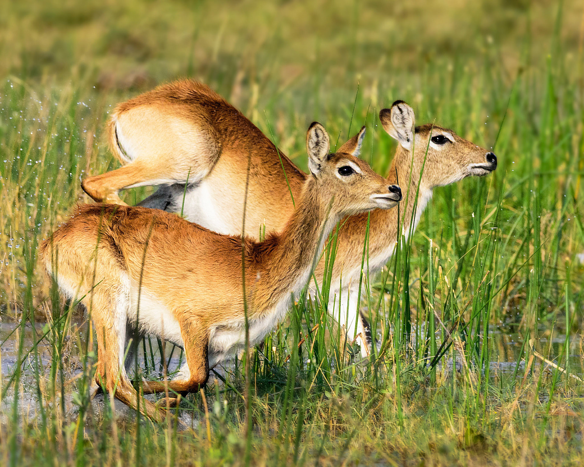 Moremi GR, Botswana
