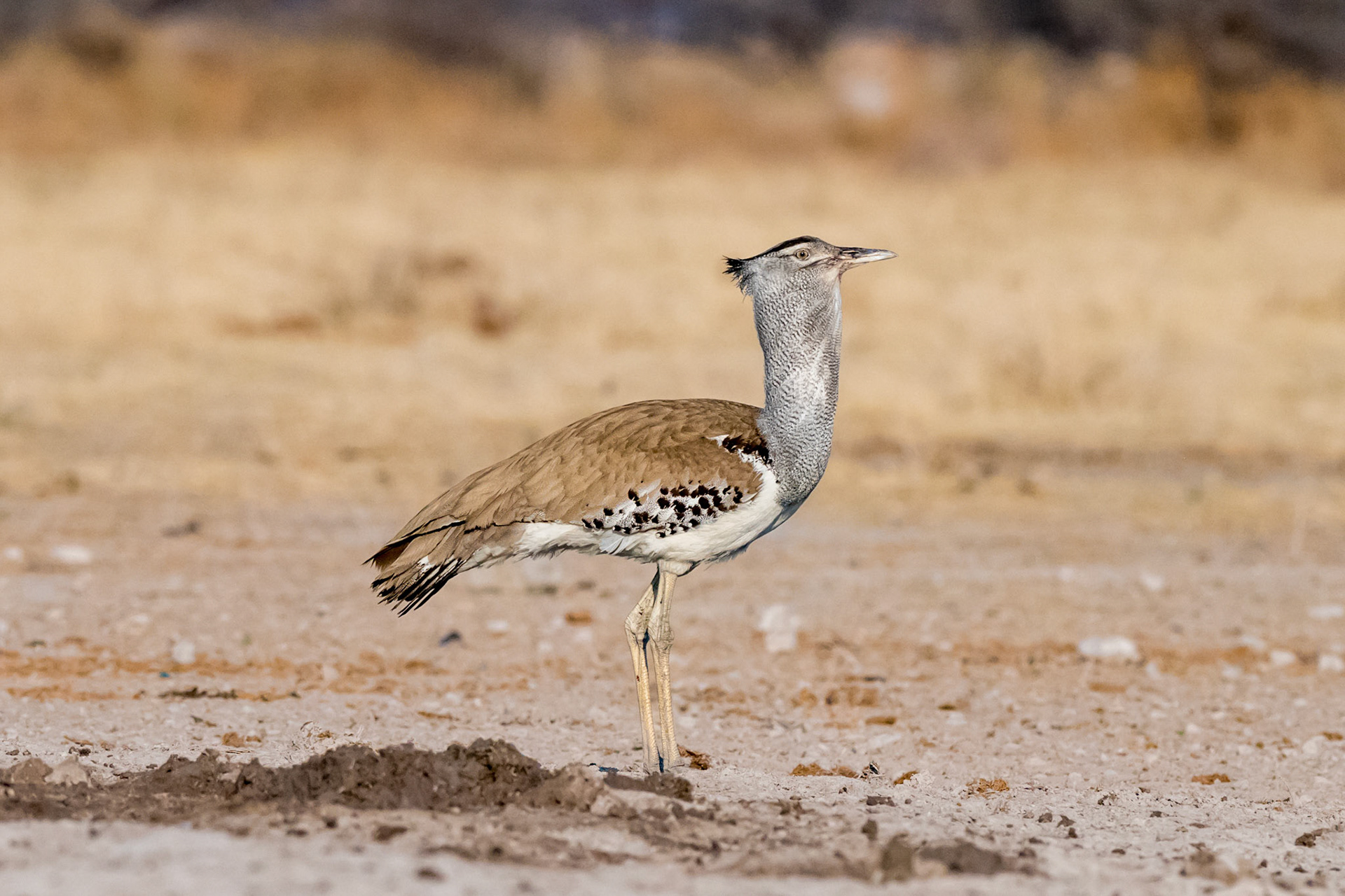 Gweta, Botswana