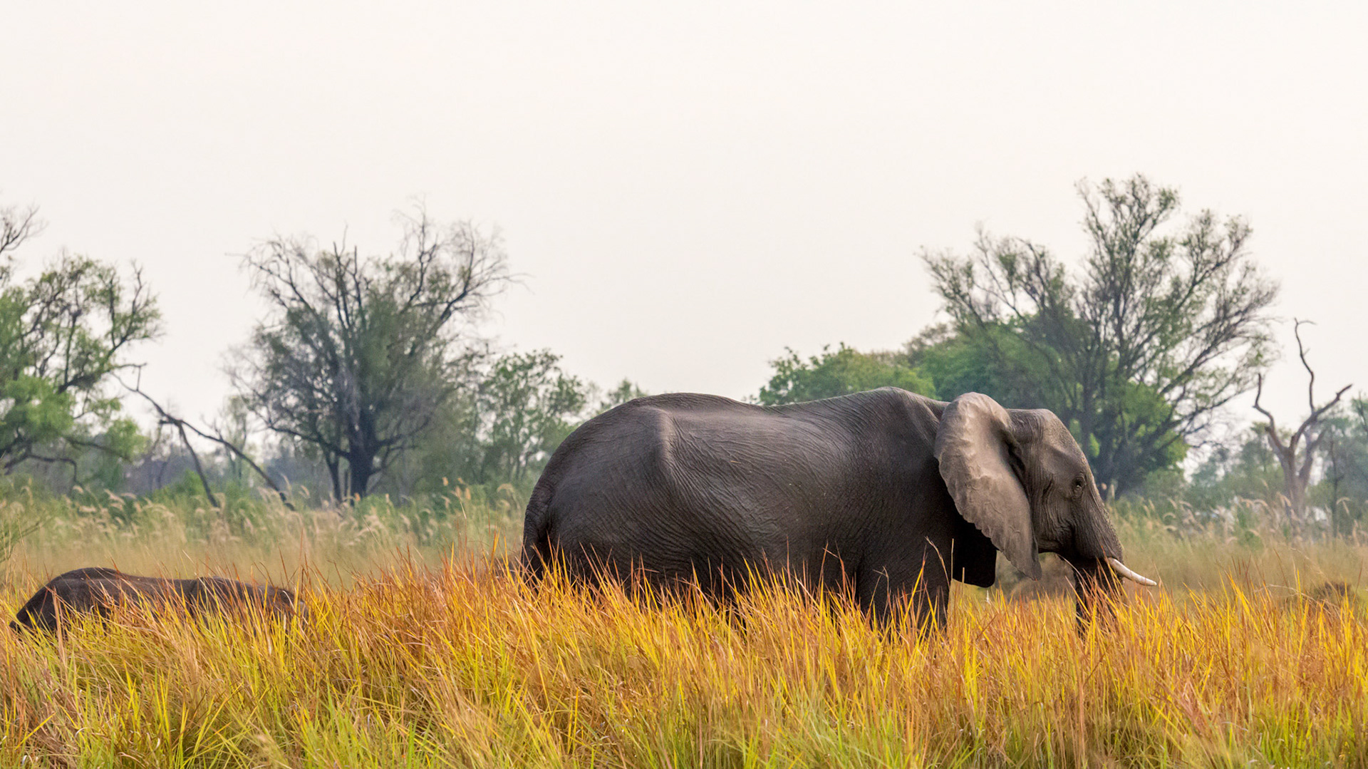 Moremi GR, Botswana