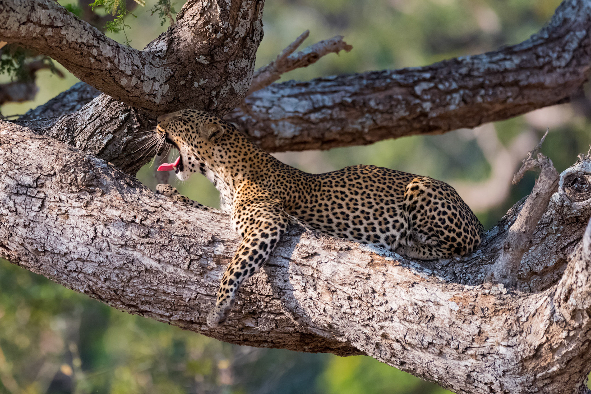 South Luangwa NP, Zambia