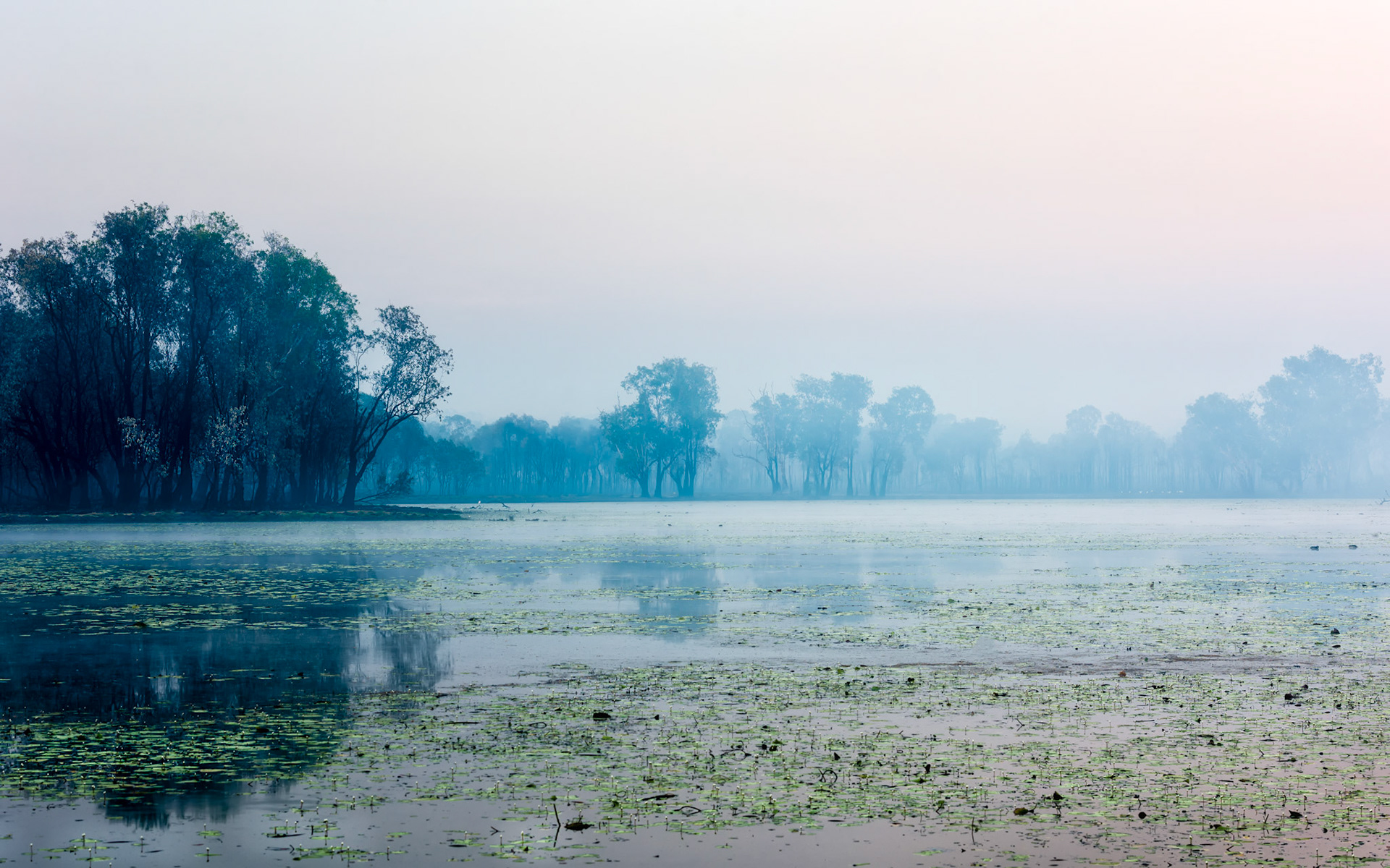 Title: Green Mist / Caption: This bushfire ran across the country for two weeks before it reached Sandy Billabong in the Kakadu National Park. I spent an evening and a morning taking photos of this bush fire which passed or camp during the night.