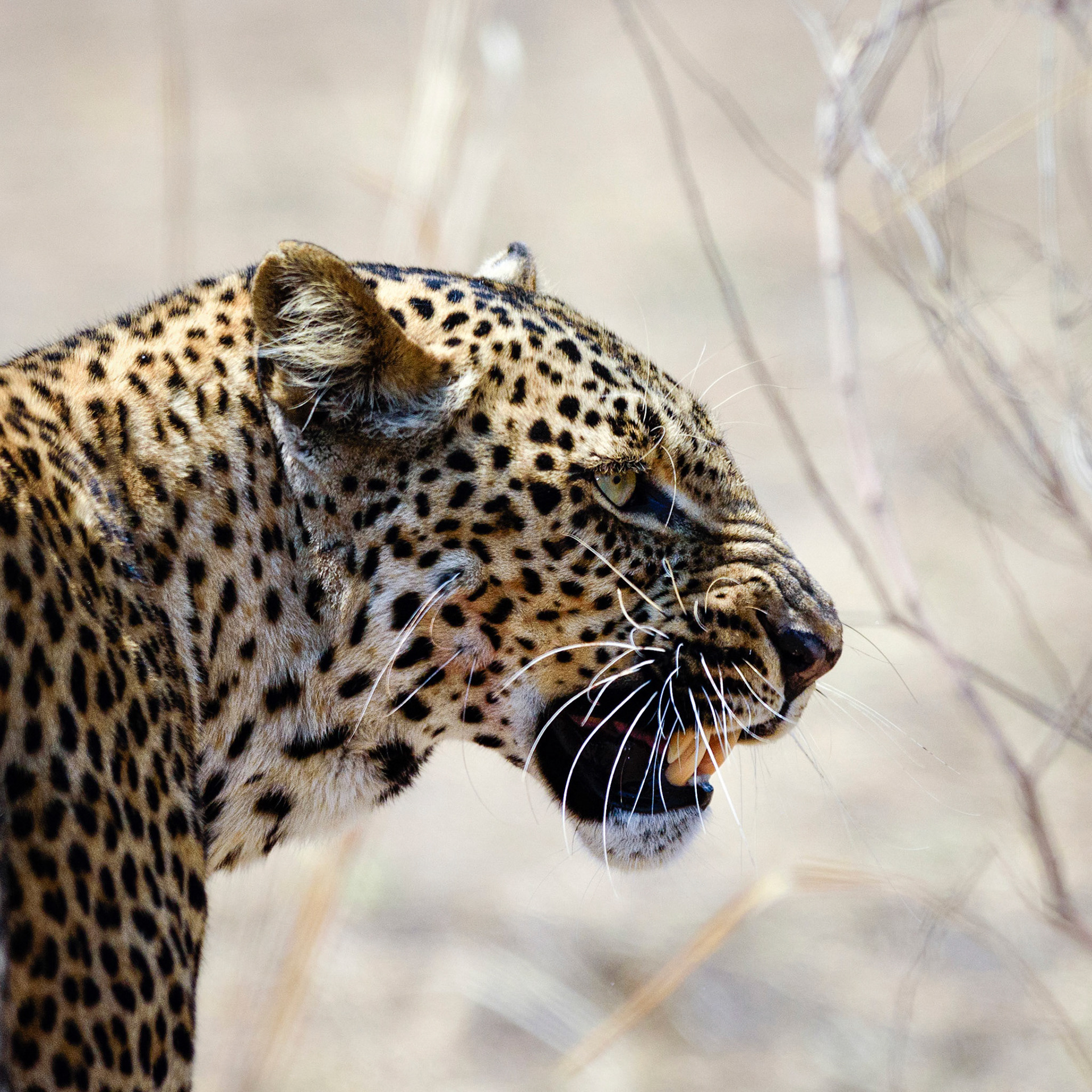 South Luangwa NP, Zambia