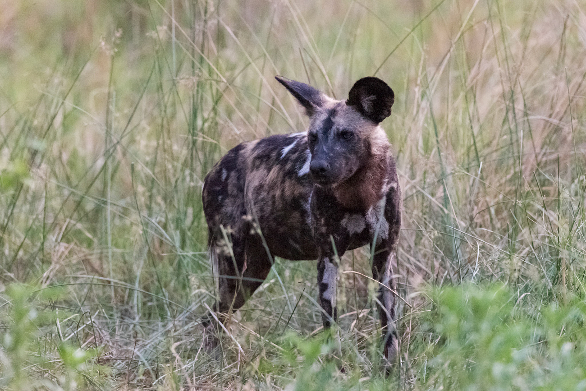 Moremi GR, Botswana