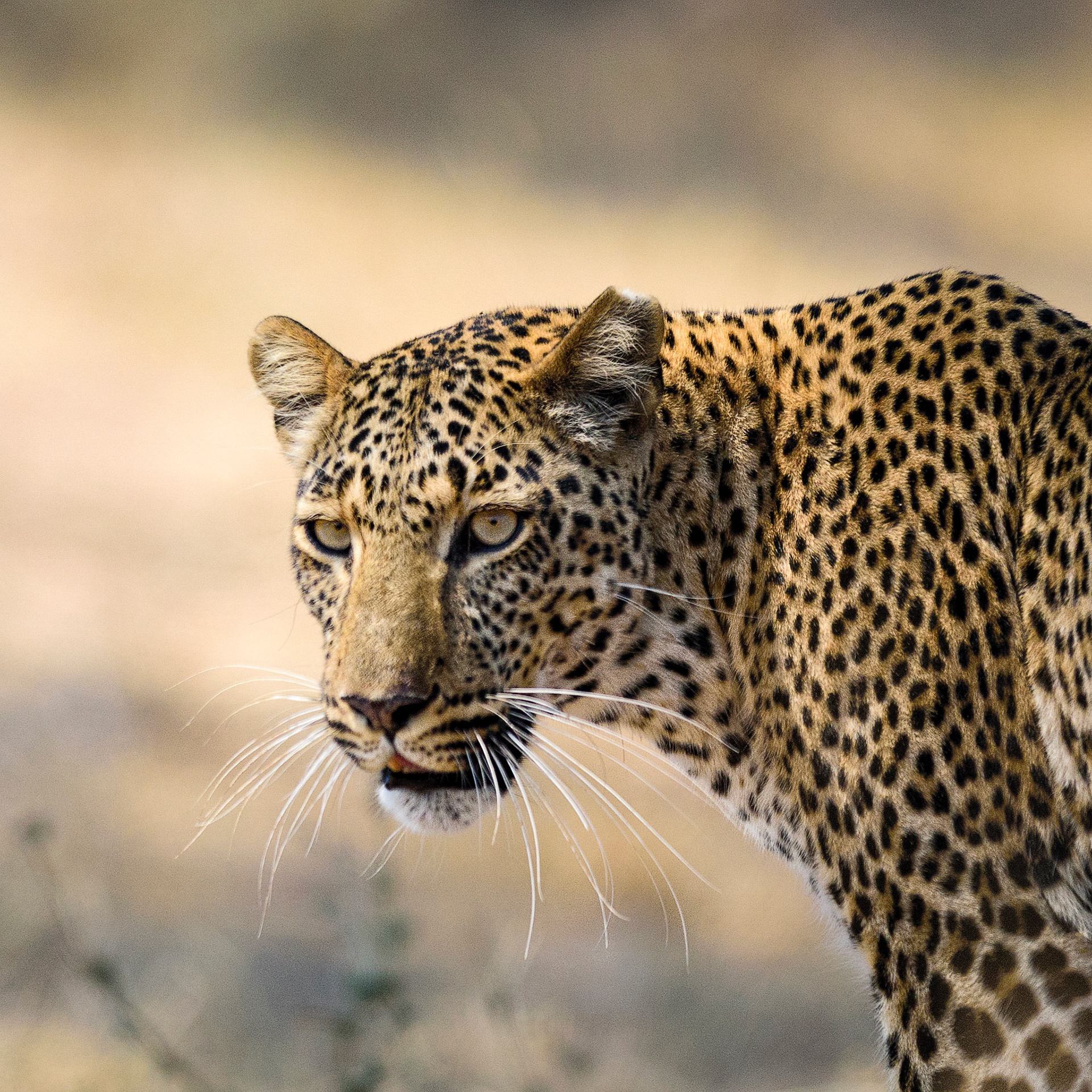 South Luangwa NP, Zambia
