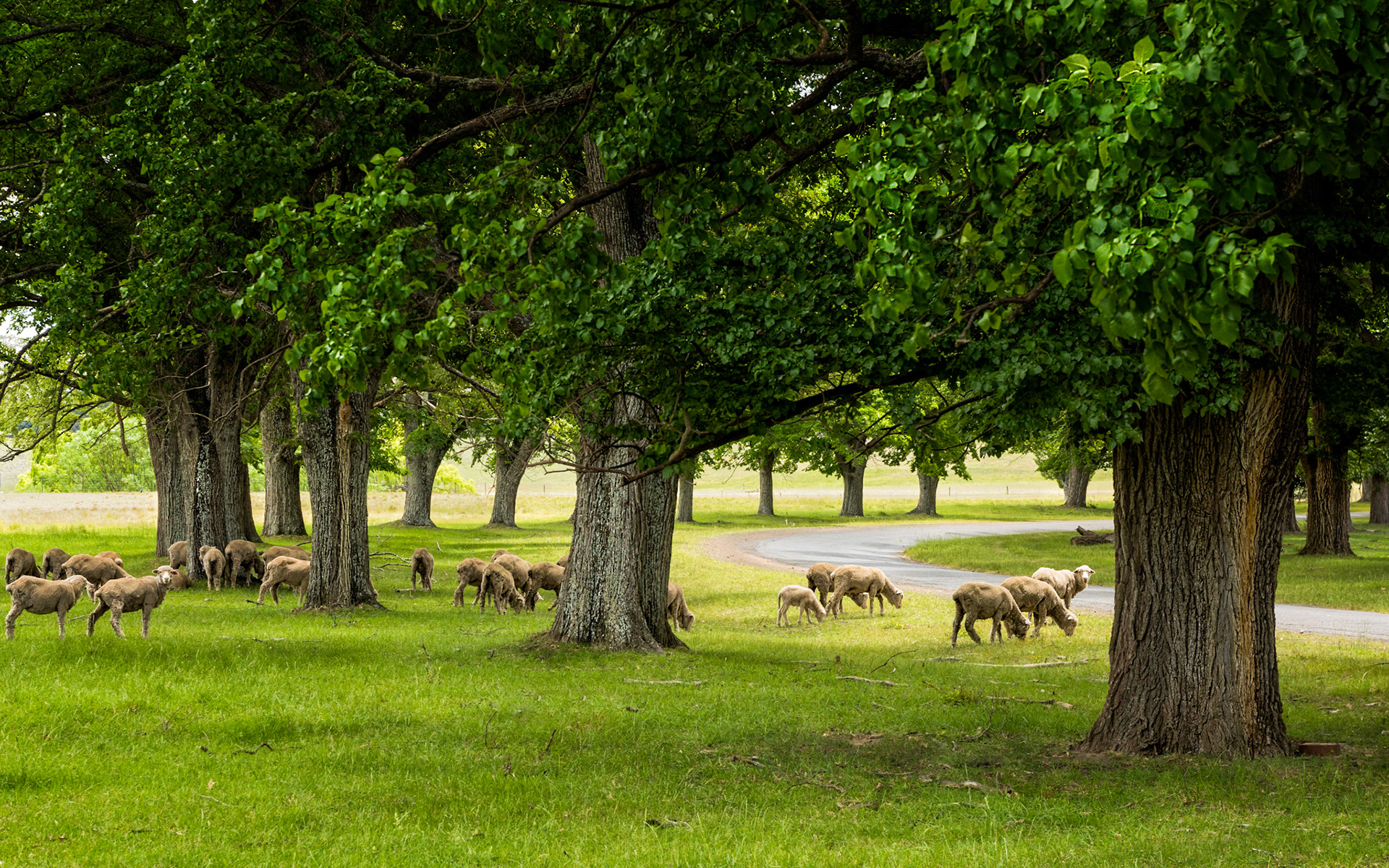 Title: Sheep May Safely Graze / Caption: Rural scene in early summer near Gostwyck Chapel, New England, NSW, Australia