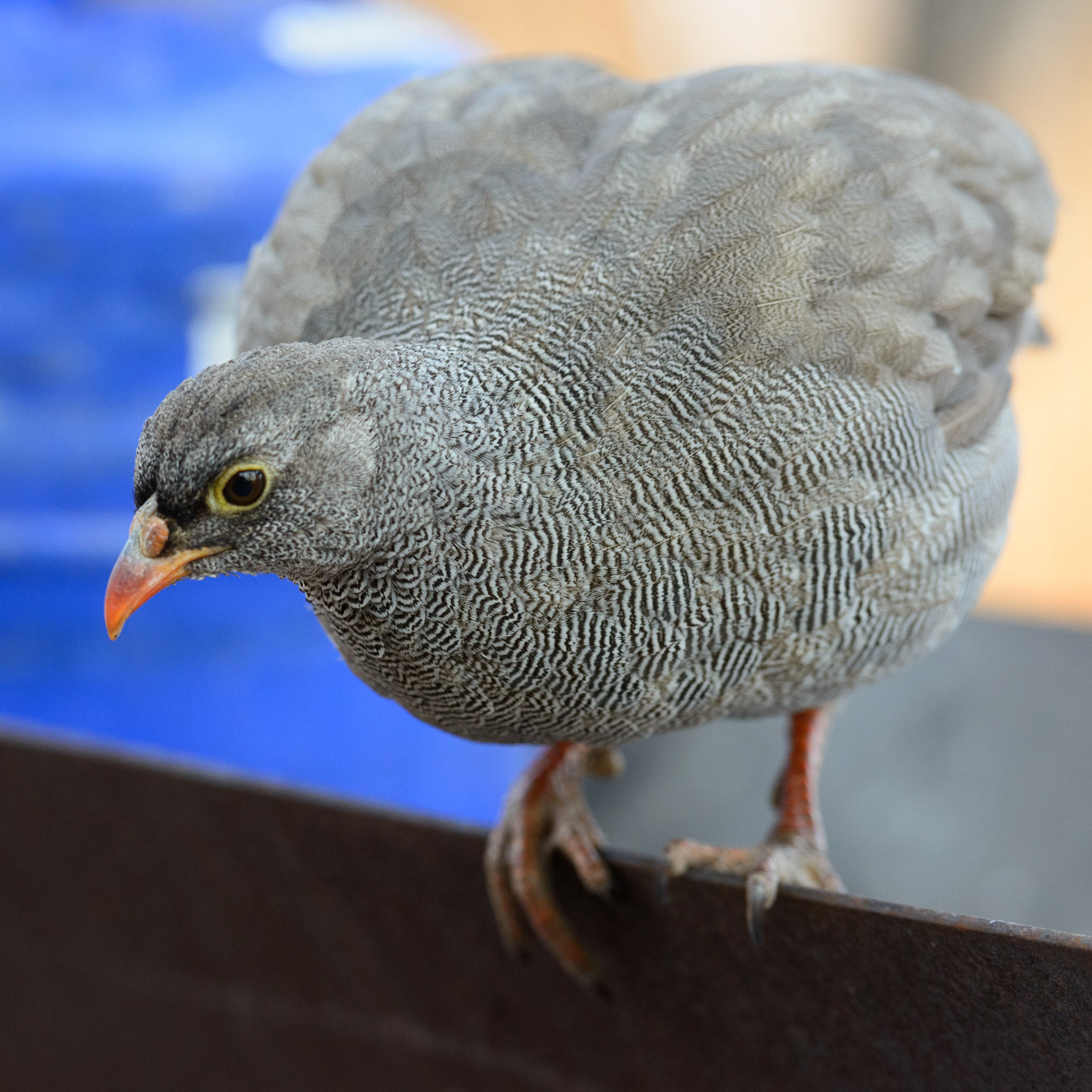 Moremi GR, Botswana