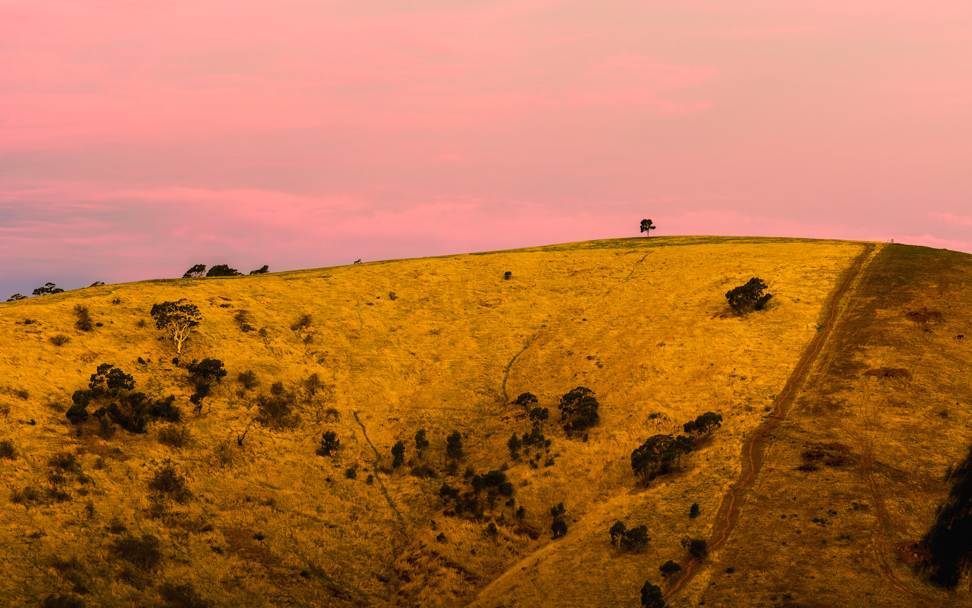 Title: Golden Hill / Caption: I drove past this hill on several occassions and eventually stopped one evening to capture the warm glow of the setting sun on the grass. Adelaide Hills,  South Australia