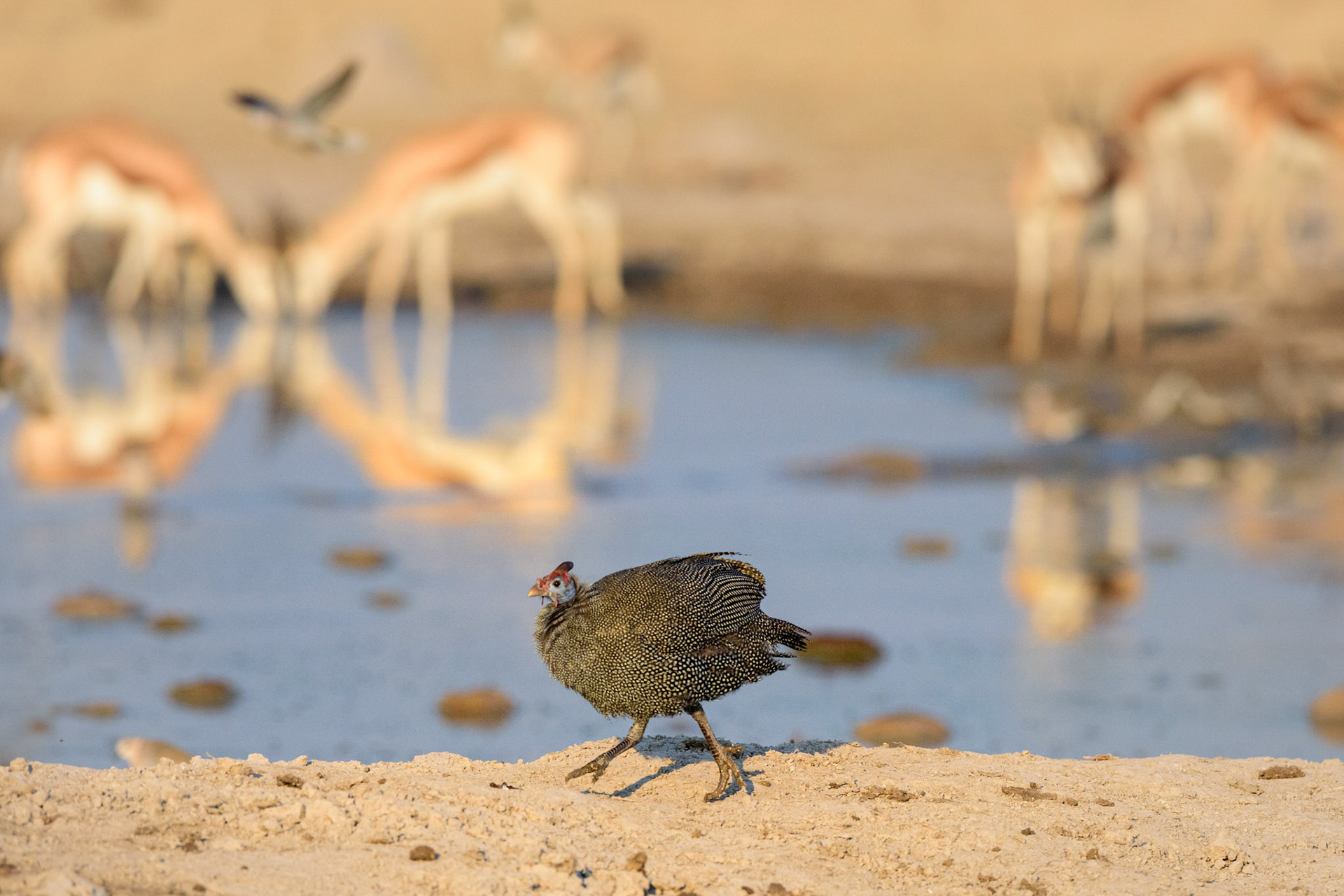 Gweta, Botswana