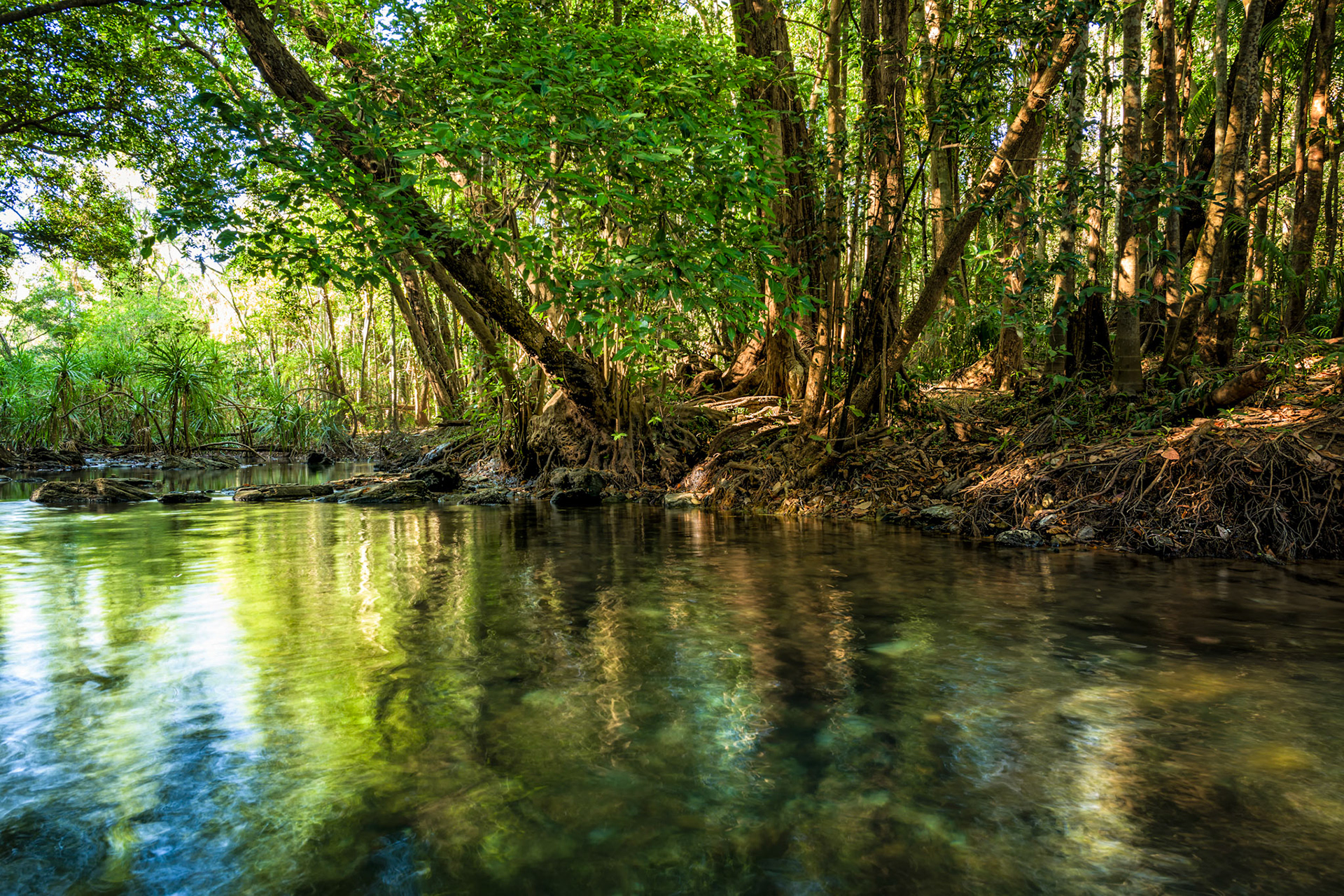 Title: Green Reflections / Caption: We made a short trip to Berri Springs south of Darwin one morning. In the end the mosquitoes and sand flies won and we left without having breakfast. Loved the light in this spot though.
