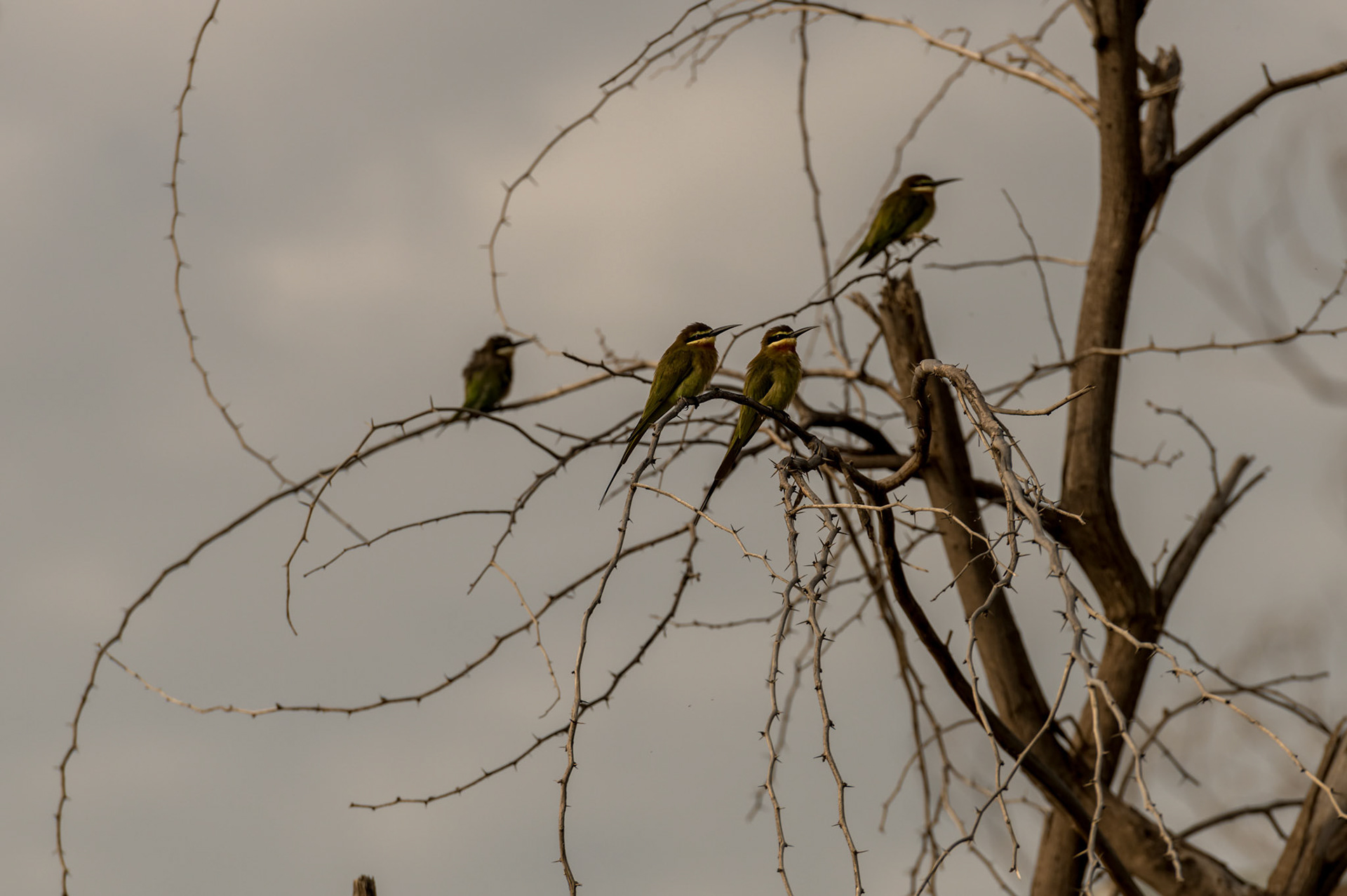 Amboseli, Kenya
