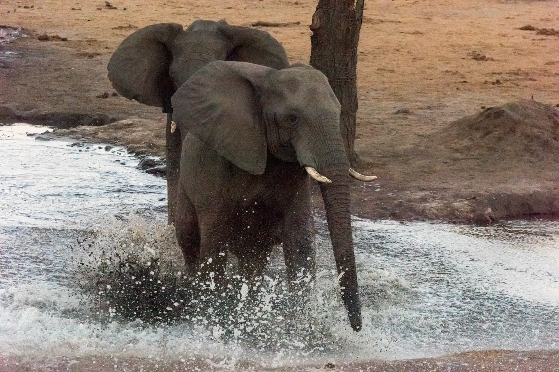 Senyati Safari Camp, Botswana