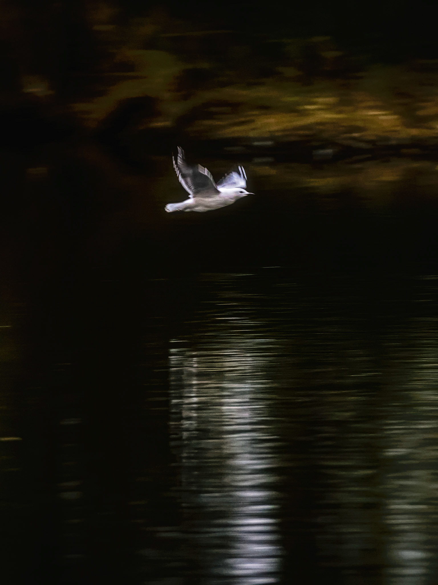 Last Flight / Hand held shot in the evening along the Denmark River, Denmark, Western Australia