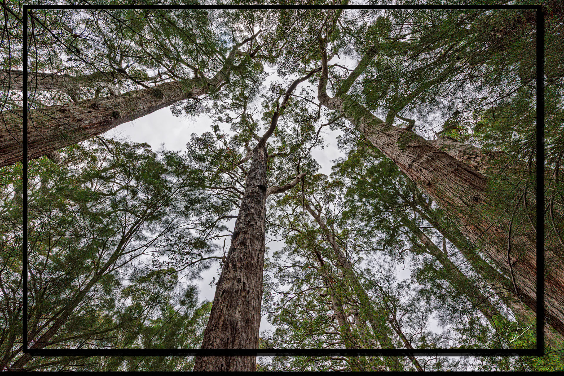 Southern Forests Western Australia
