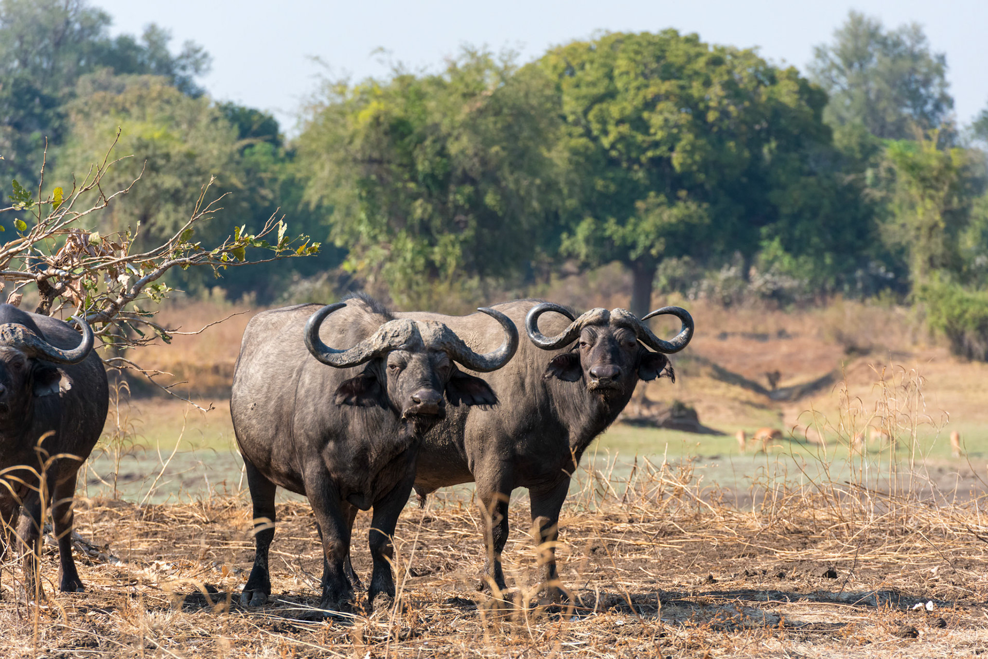 South Luangwa NP, Zambia
