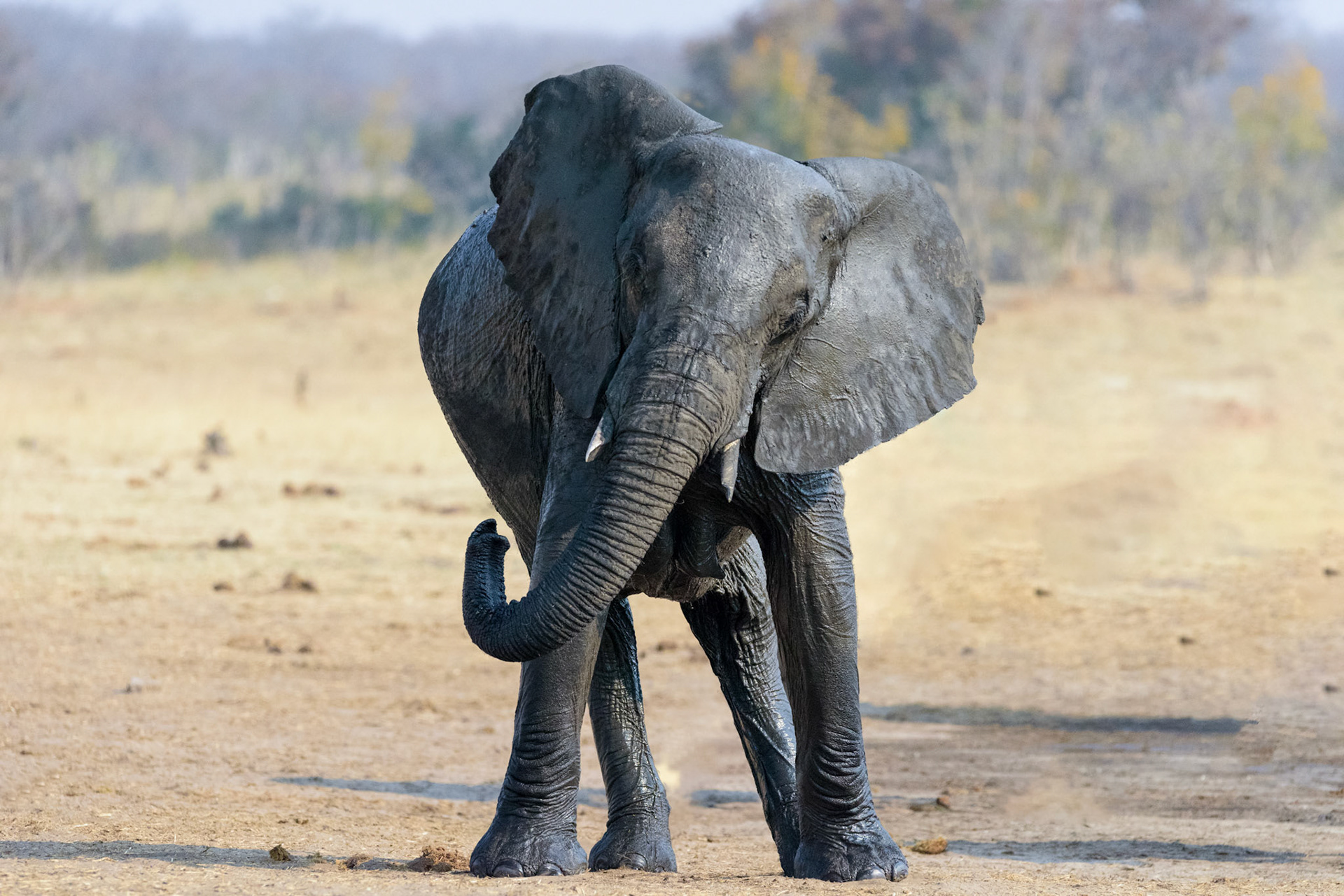 HwangeNP, Zimbabwe
