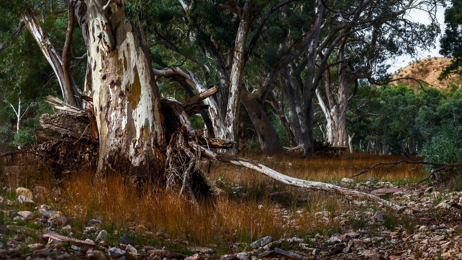 River Red Gums, Brachina Gorge