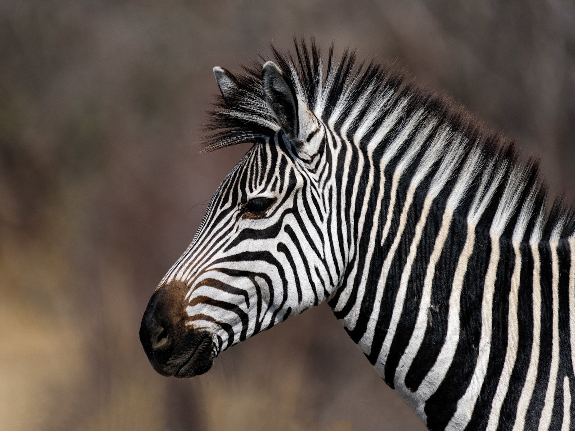 South Luangwa NP, Zambia
