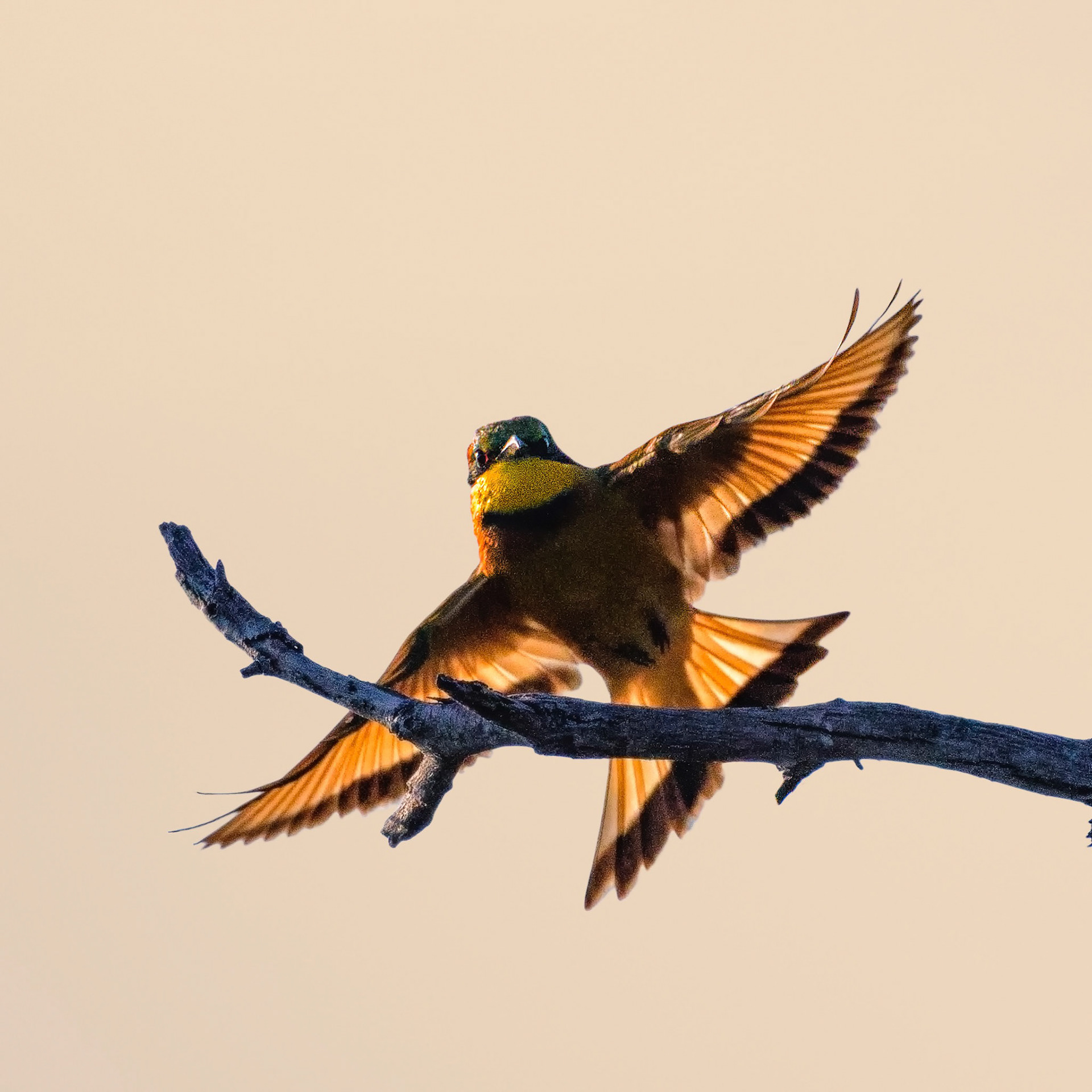 Caprivi, Northern Namibia