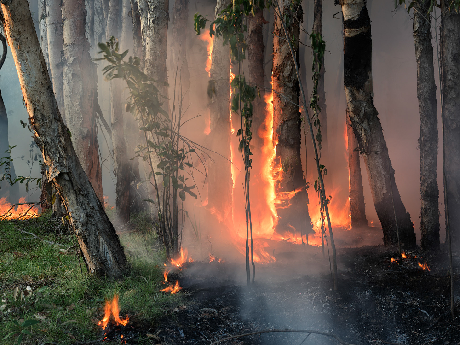 Title: Paperbark Blaze / Caption: This bushfire ran across the country for two weeks before it reached Sandy Billabong in the Kakadu National Park. I spent an evening and a morning taking photos of this bush fire which passed or camp during the night.