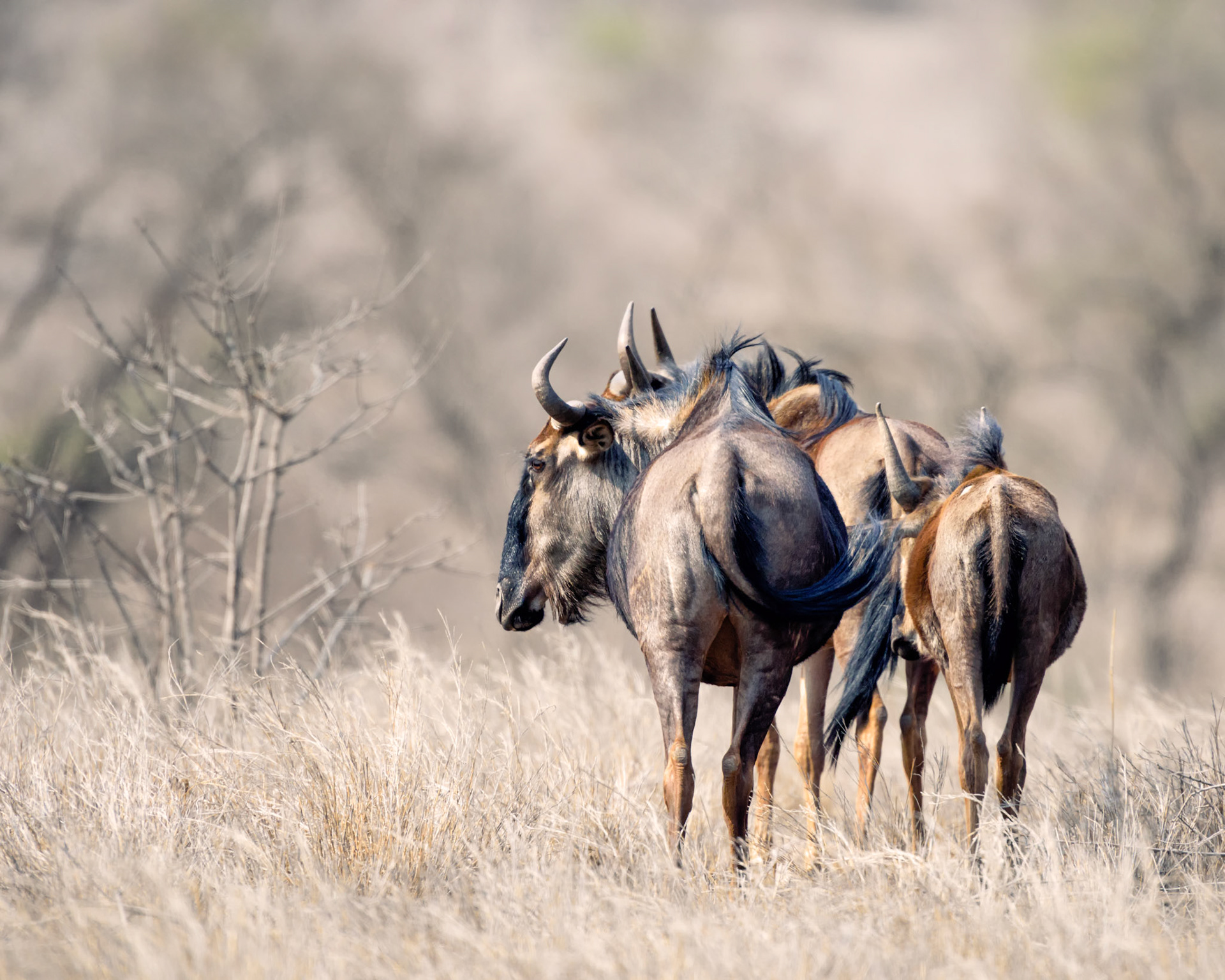Kruger NP, Limpopo, South Africa