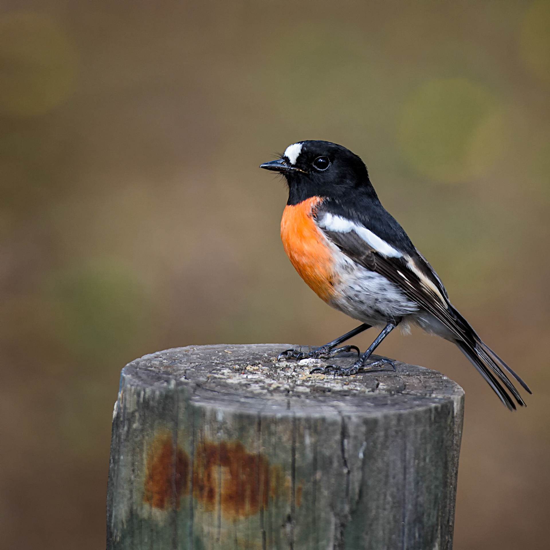 Robin on a Post / I stopped for lunch in Manjimup, Western Australia and this little bird came and had a look at me through the car door.